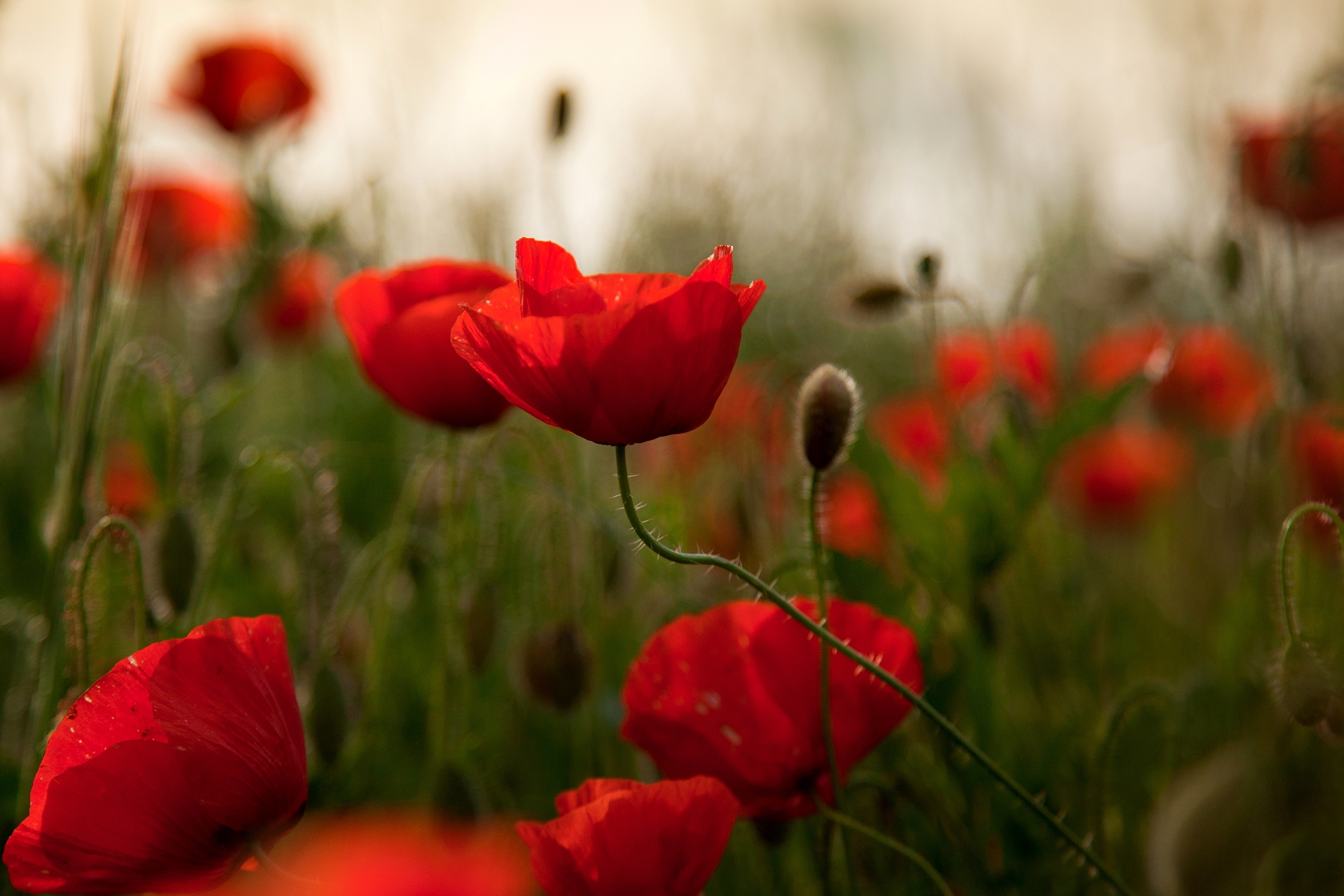 Download mobile wallpaper Field, Greens, Flowers, Poppies for free.