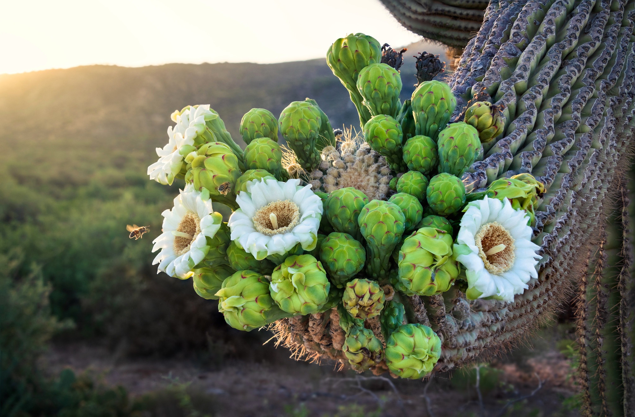 Téléchargez gratuitement l'image Cactus, Fleur, Floraison, Terre/nature sur le bureau de votre PC