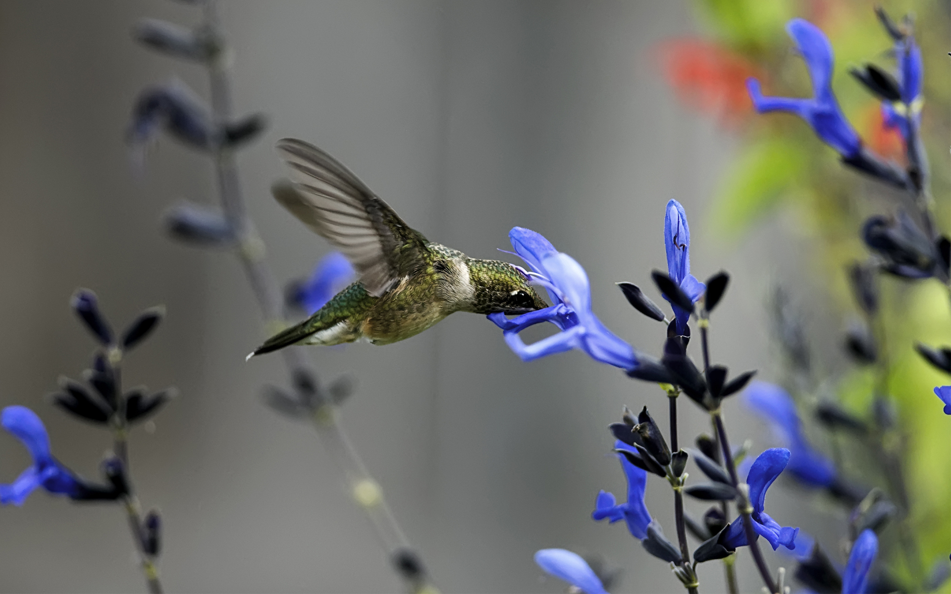 Laden Sie das Tiere, Vögel, Kolibri-Bild kostenlos auf Ihren PC-Desktop herunter