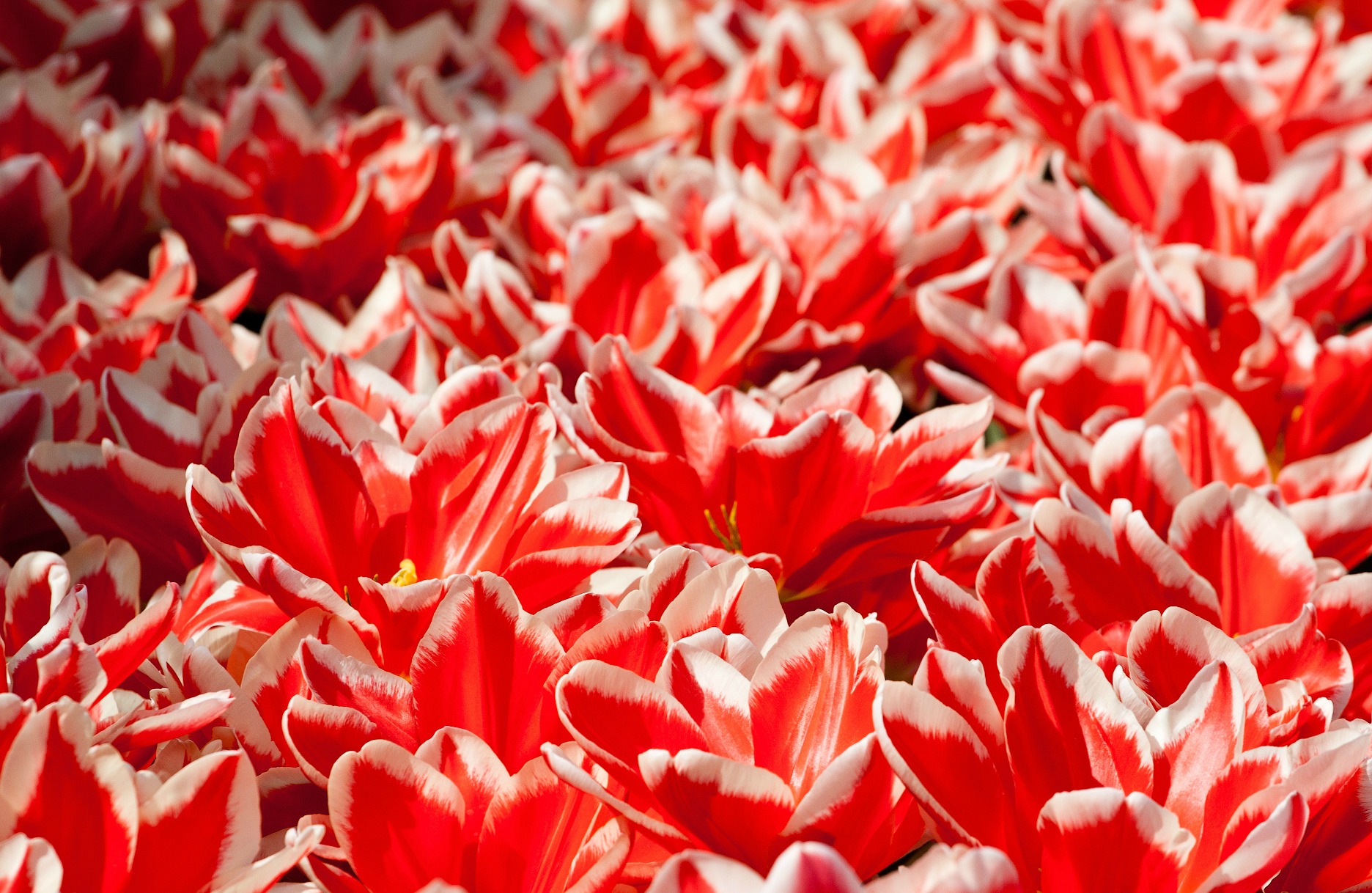 Handy-Wallpaper Rote Blume, Tulpe, Blumen, Blume, Erde/natur kostenlos herunterladen.