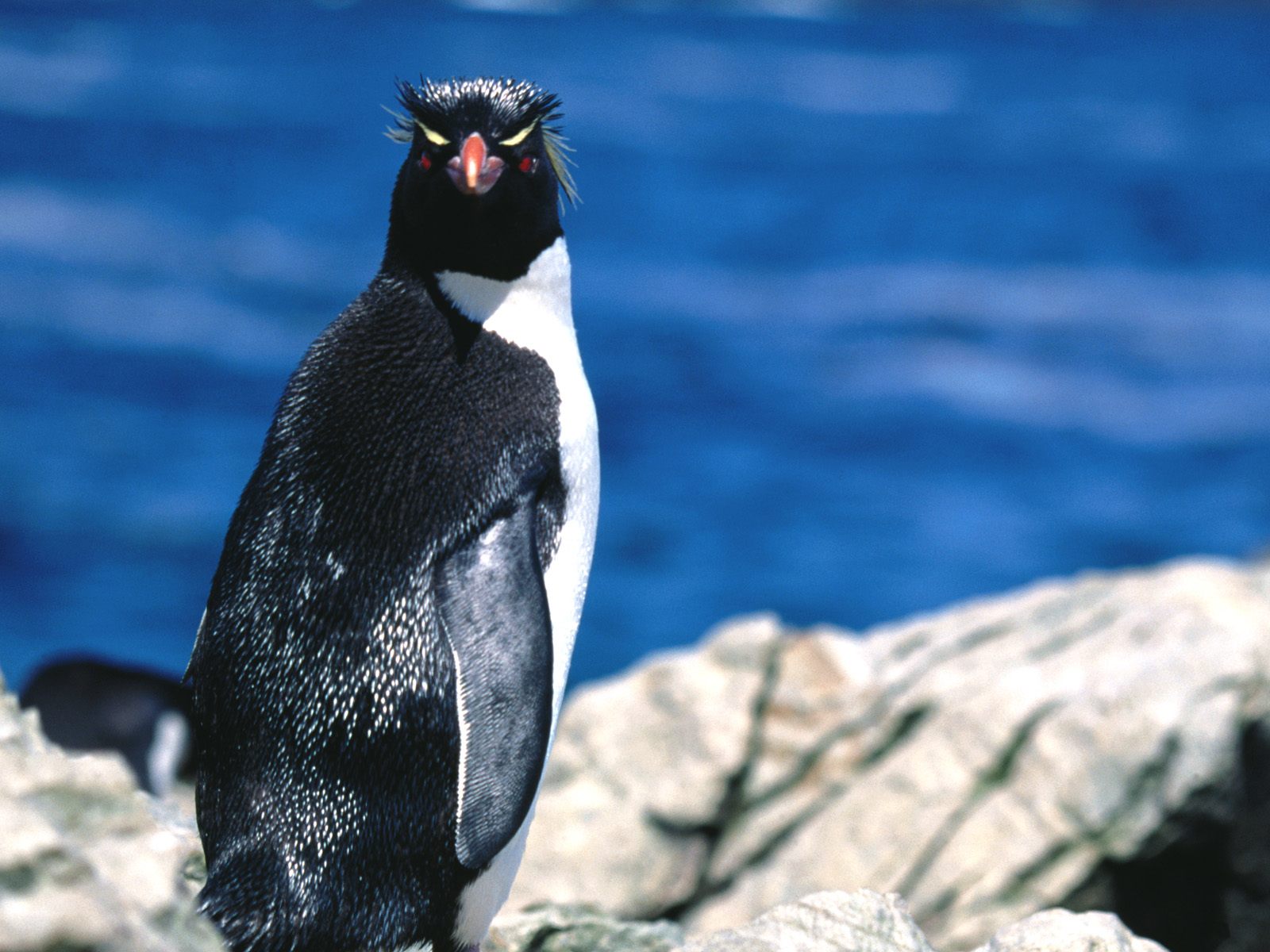 Baixar papel de parede para celular de Animais, Aves, Pinguim gratuito.