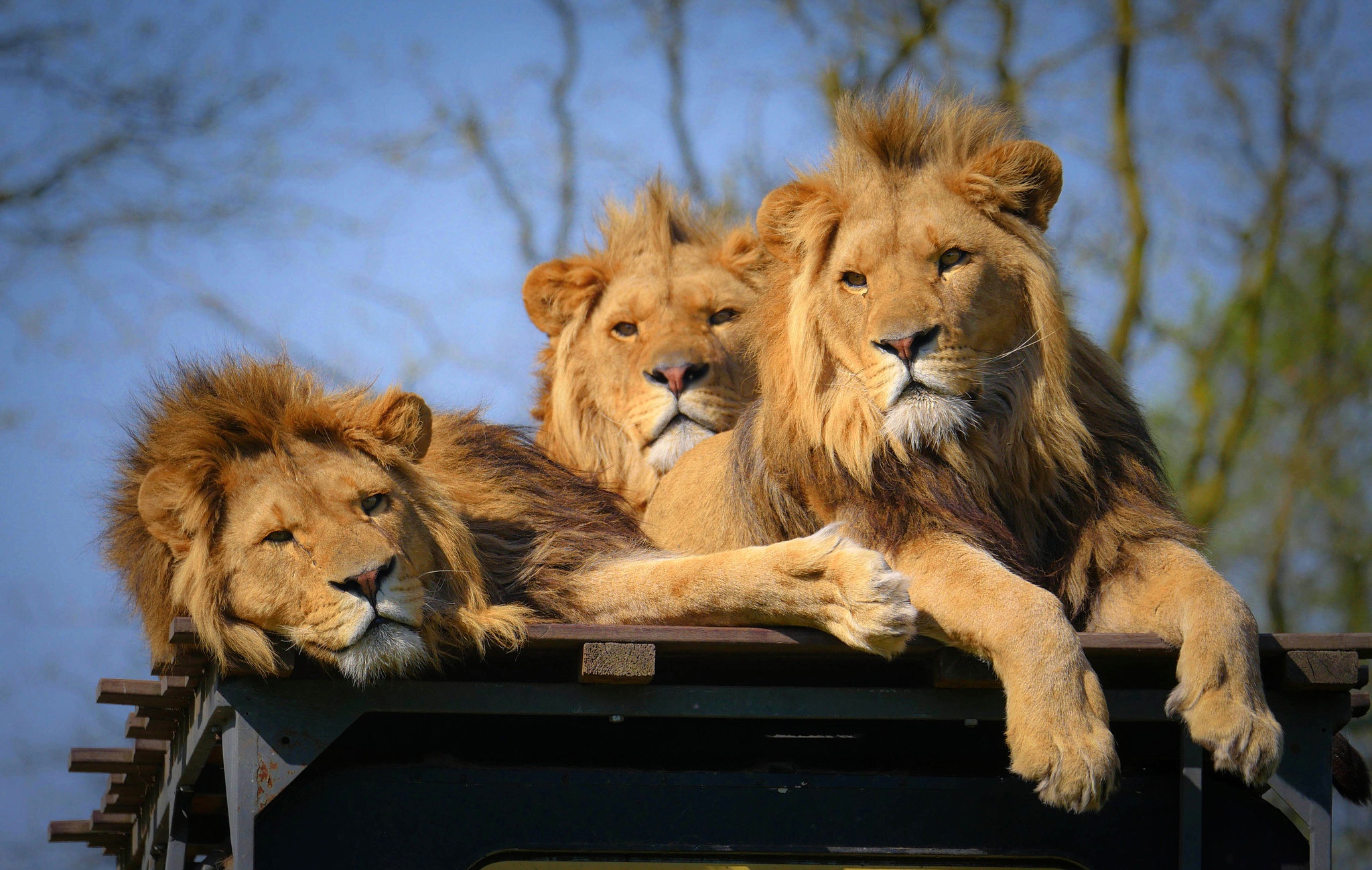 Téléchargez des papiers peints mobile Animaux, Chats, Lion gratuitement.