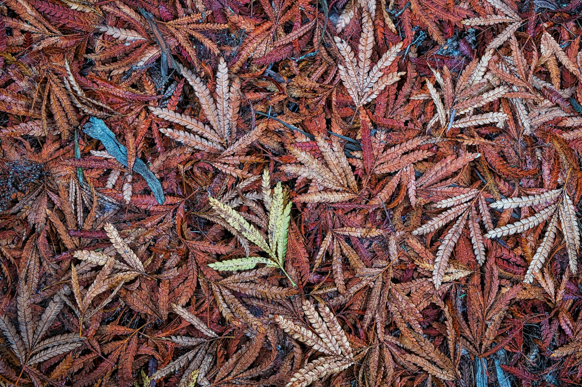 Descarga gratuita de fondo de pantalla para móvil de Naturaleza, Otoño, Hoja, Tierra/naturaleza.