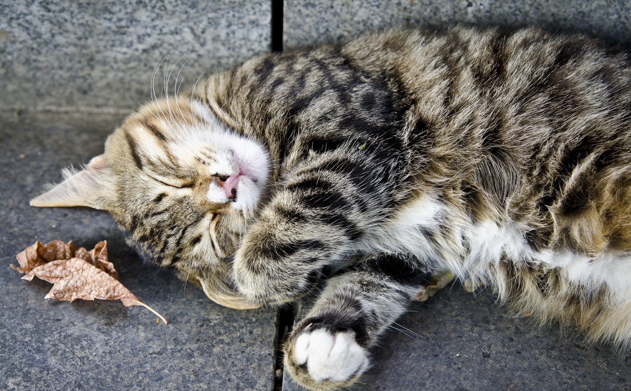 Baixe gratuitamente a imagem Animais, Gatos, Gato na área de trabalho do seu PC