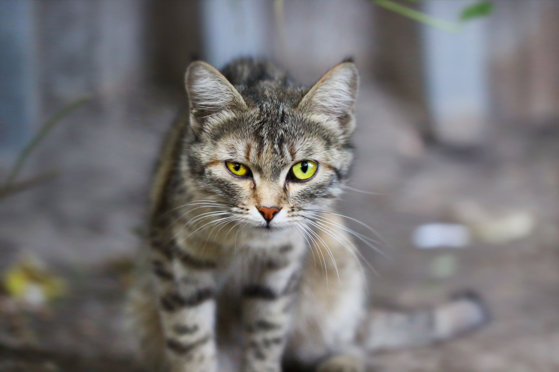 Descarga gratuita de fondo de pantalla para móvil de Animales, Gatos, Gato.