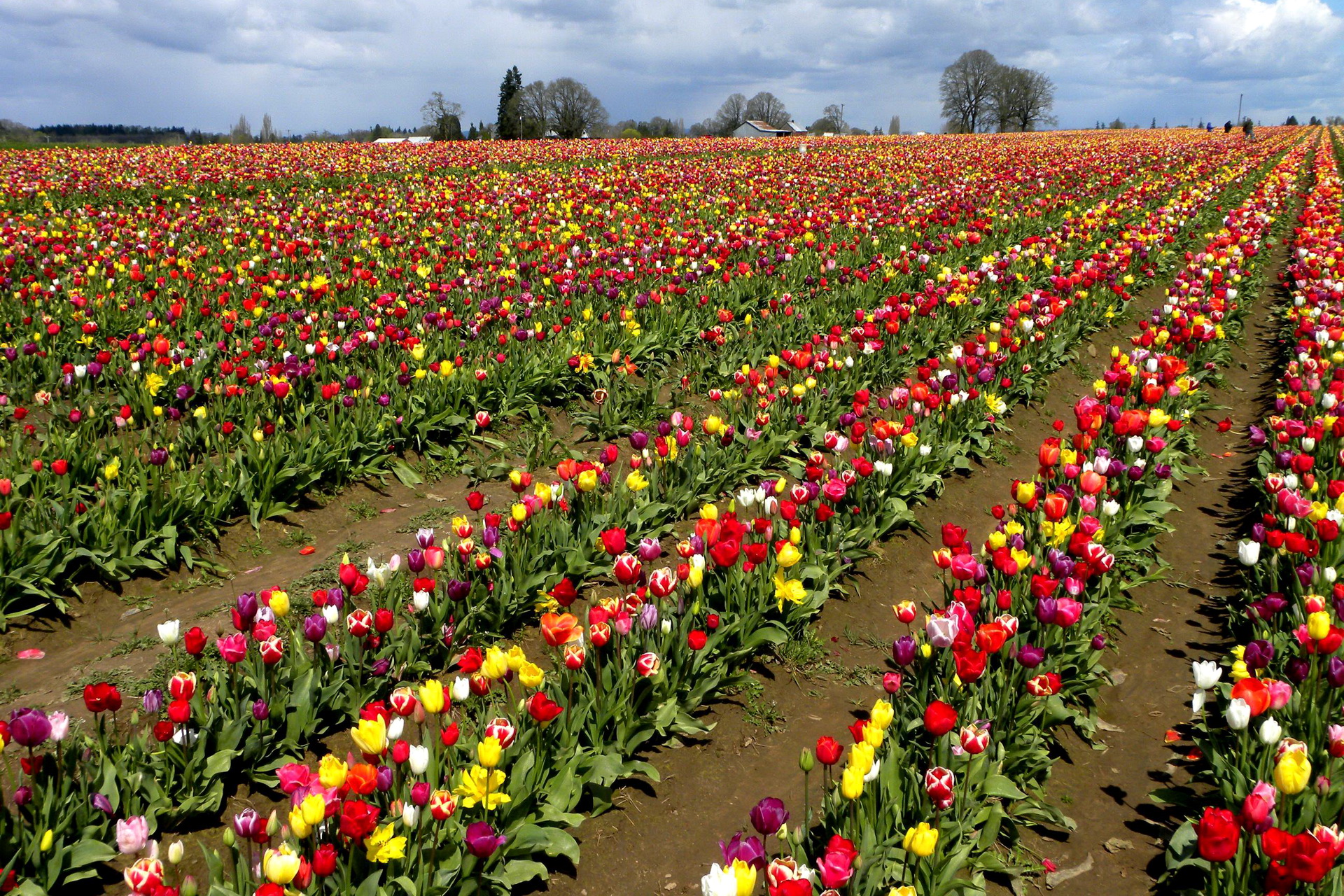 Free download wallpaper Flowers, Flower, Earth, Field, Tulip on your PC desktop