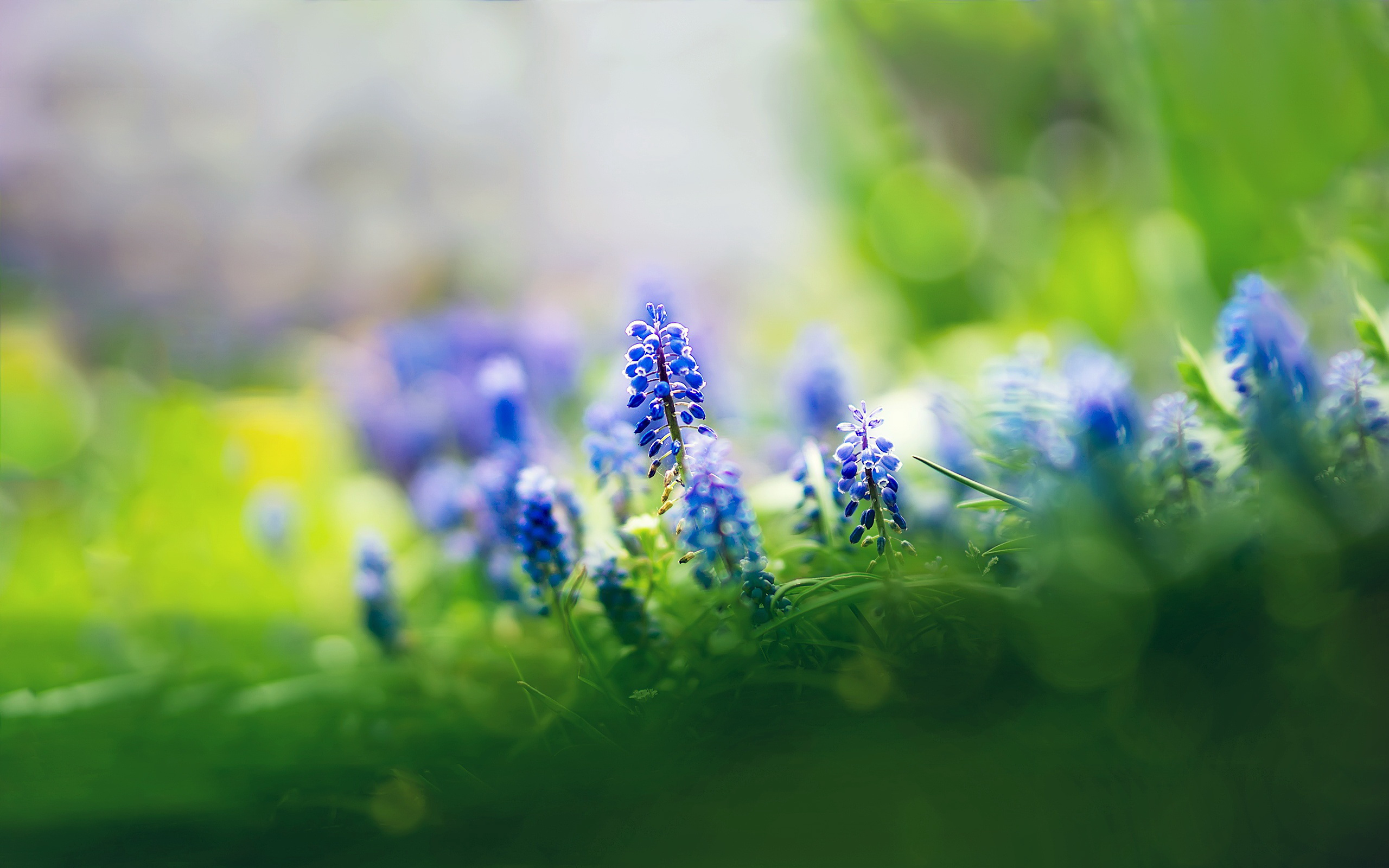 Laden Sie das Blumen, Blume, Erde/natur-Bild kostenlos auf Ihren PC-Desktop herunter