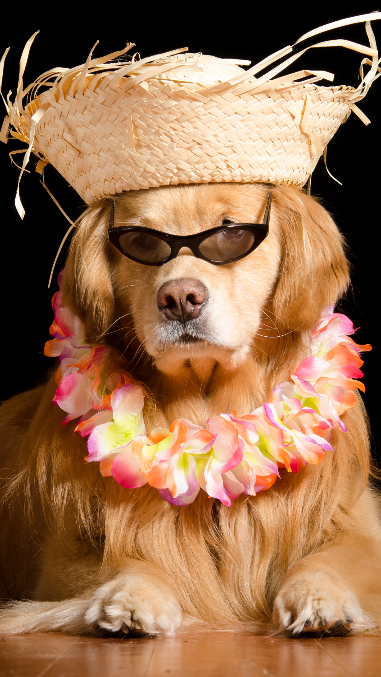 Handy-Wallpaper Tiere, Hunde, Hund, Golden Retriever, Hut, Sonnenbrille kostenlos herunterladen.
