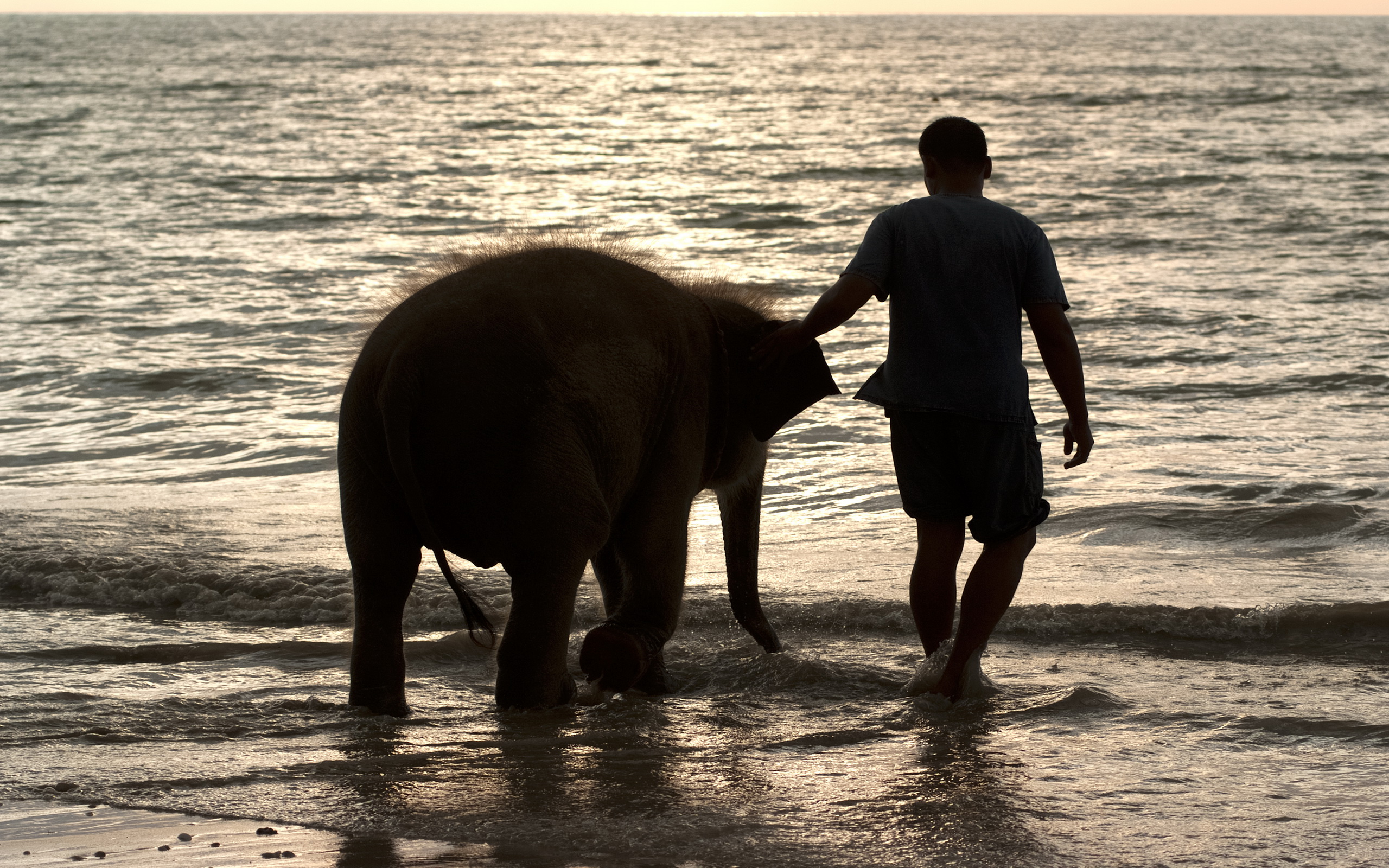 Скачать обои бесплатно Животные, Слоны, Азиатский Слон картинка на рабочий стол ПК