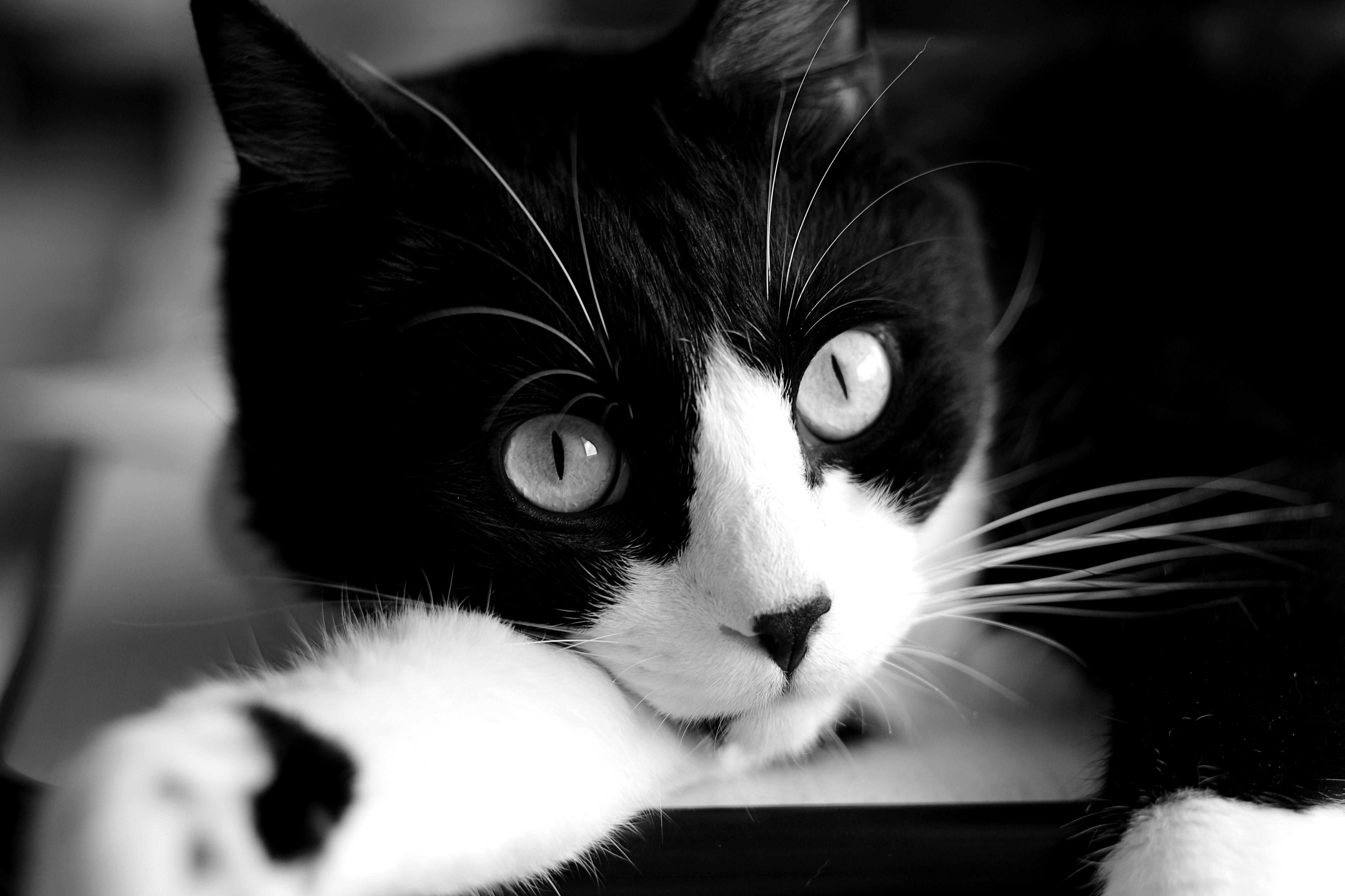 Скачати мобільні шпалери Кішка, Тварина, Коти, Впритул, Чорний Білий безкоштовно.