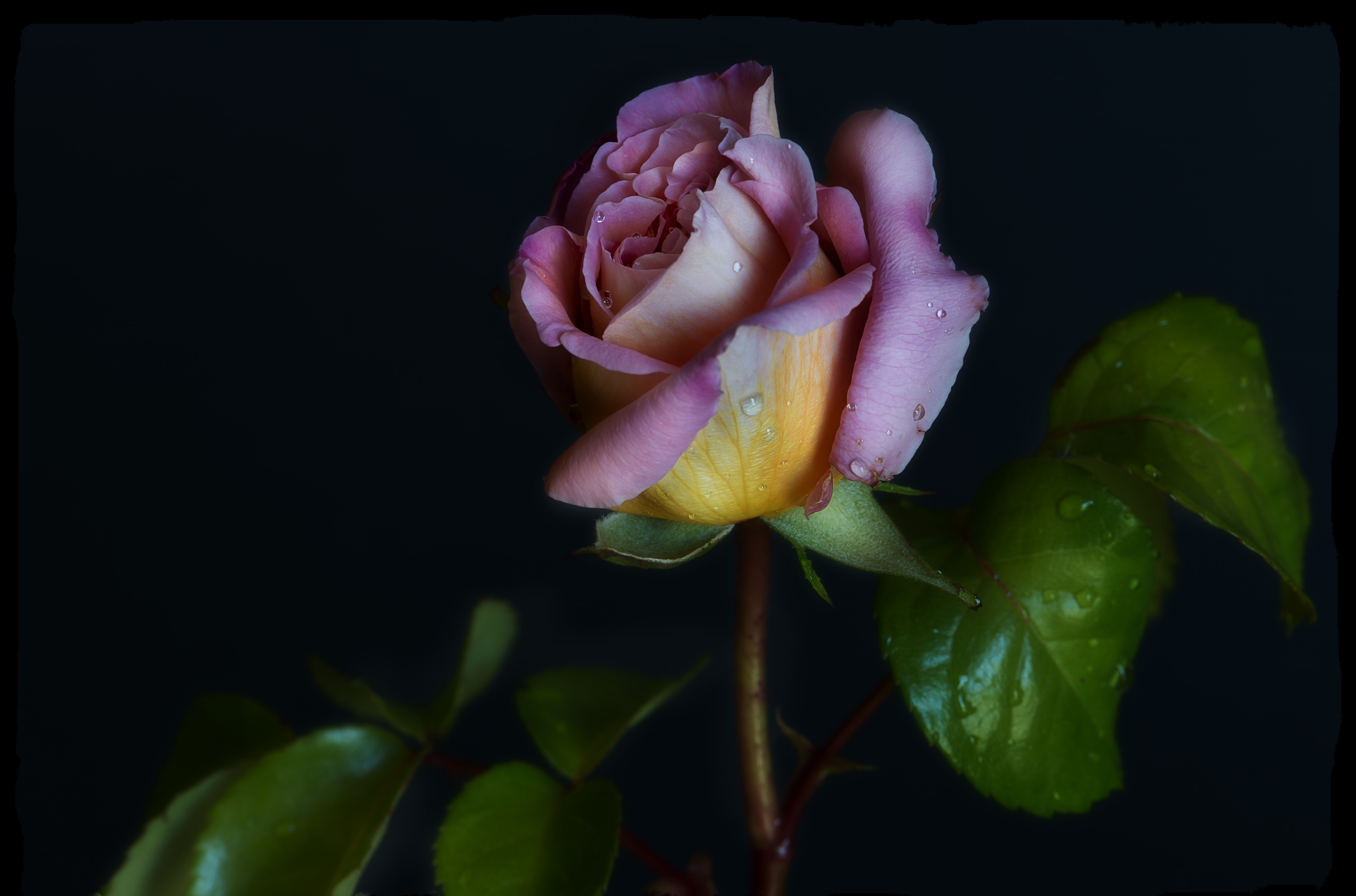 Téléchargez gratuitement l'image Fleurs, Rose, Fleur, Terre/nature, Fleur Rose sur le bureau de votre PC