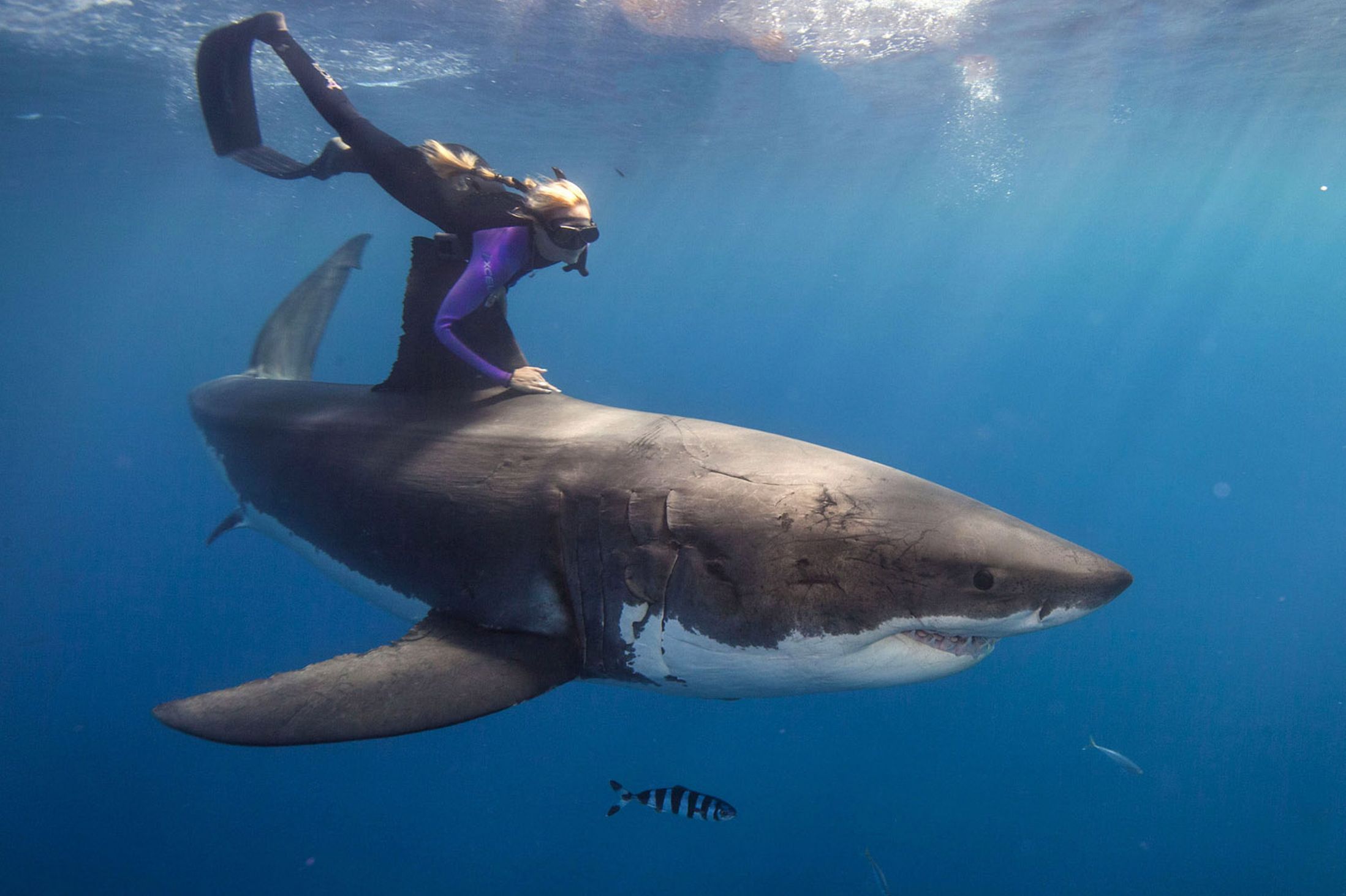340085 descargar imagen animales, gran tiburón blanco, tiburones: fondos de pantalla y protectores de pantalla gratis