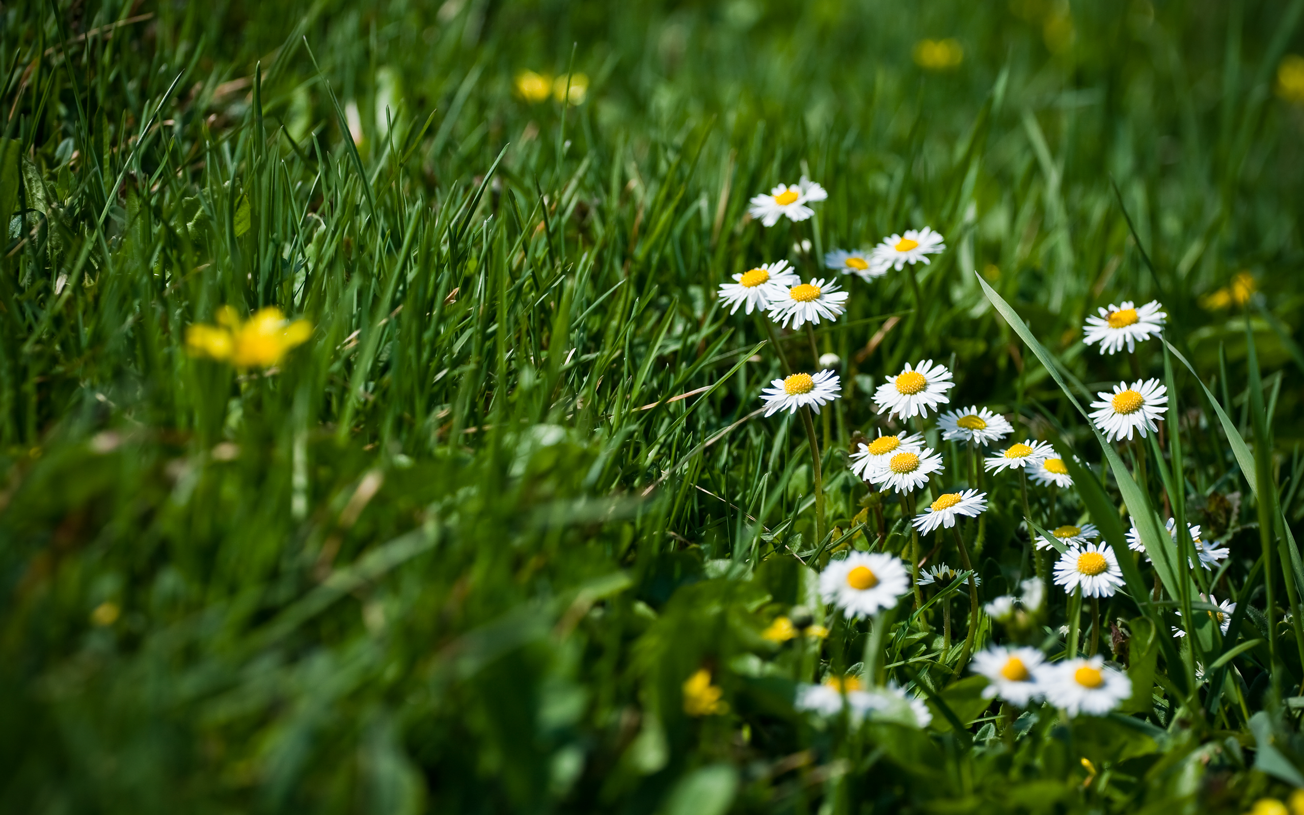 Descarga gratis la imagen Flores, Flor, Tierra/naturaleza en el escritorio de tu PC