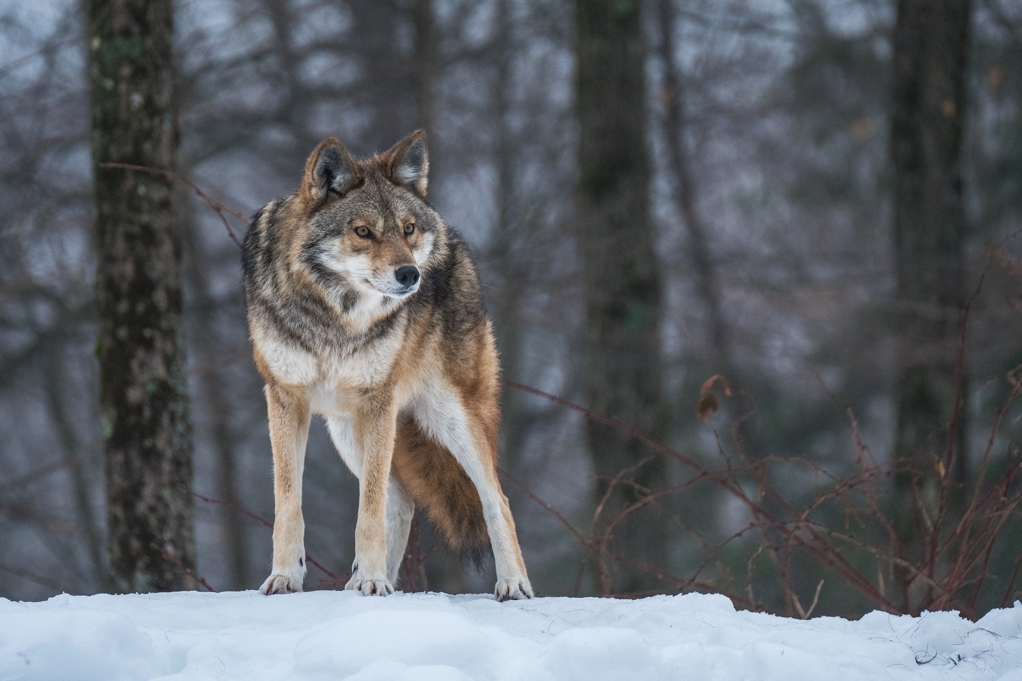 Laden Sie das Tiere, Winter, Wolf, Tiefenschärfe, Wolves-Bild kostenlos auf Ihren PC-Desktop herunter