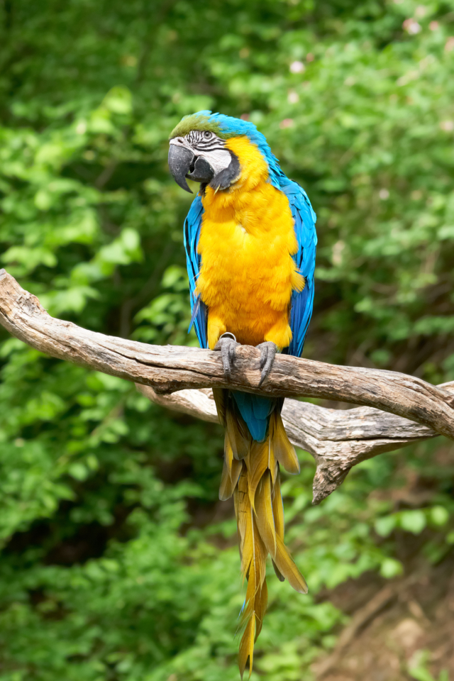 Download mobile wallpaper Birds, Animal, Blue And Yellow Macaw for free.