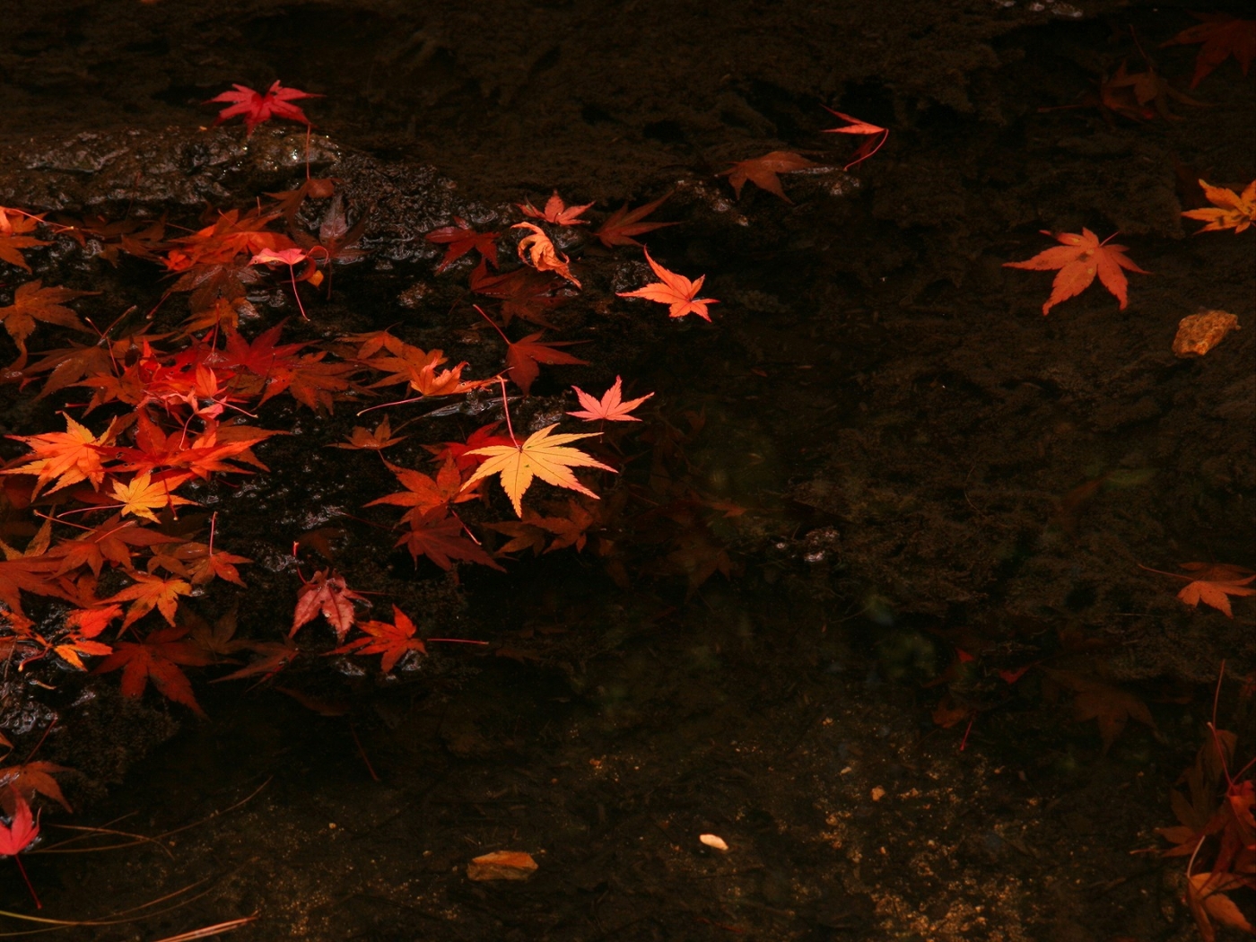 無料モバイル壁紙葉, 秋, 背景をダウンロードします。