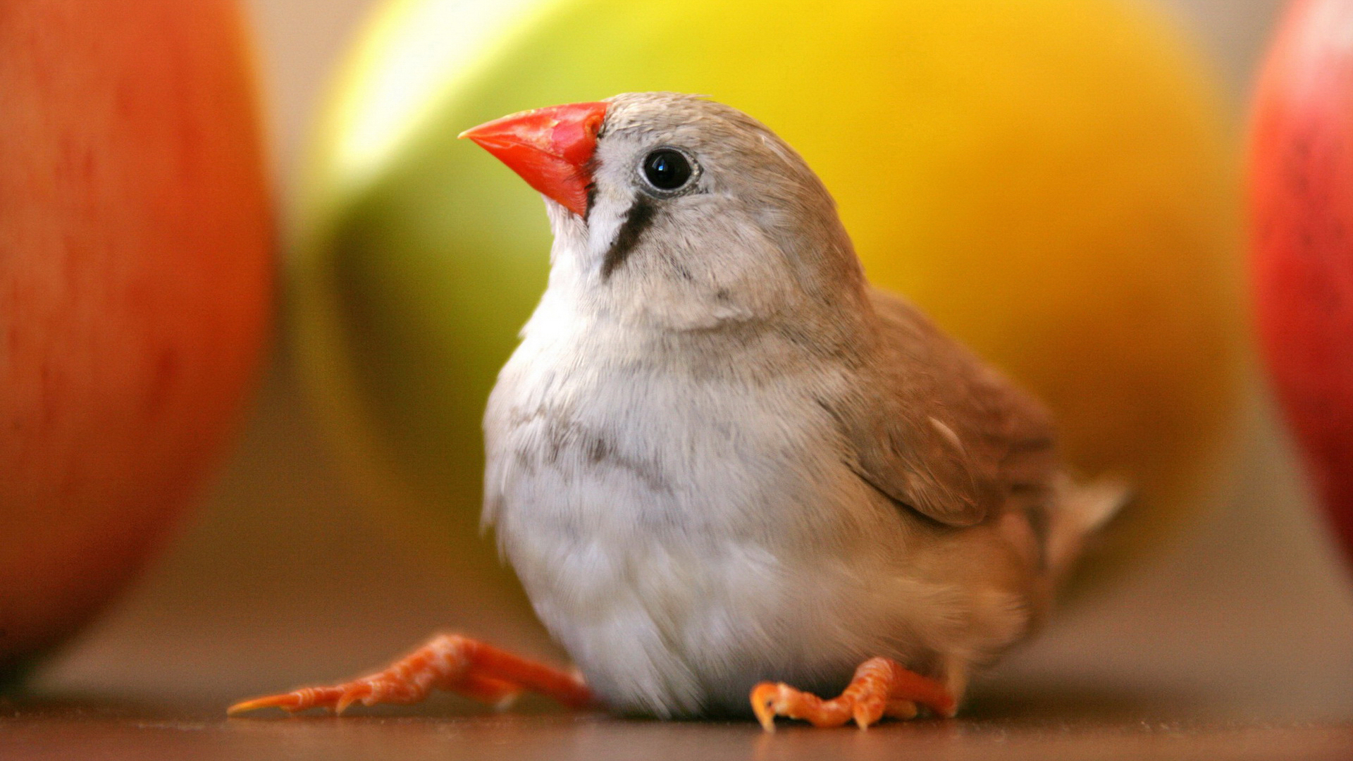 PCデスクトップに動物, 鳥画像を無料でダウンロード