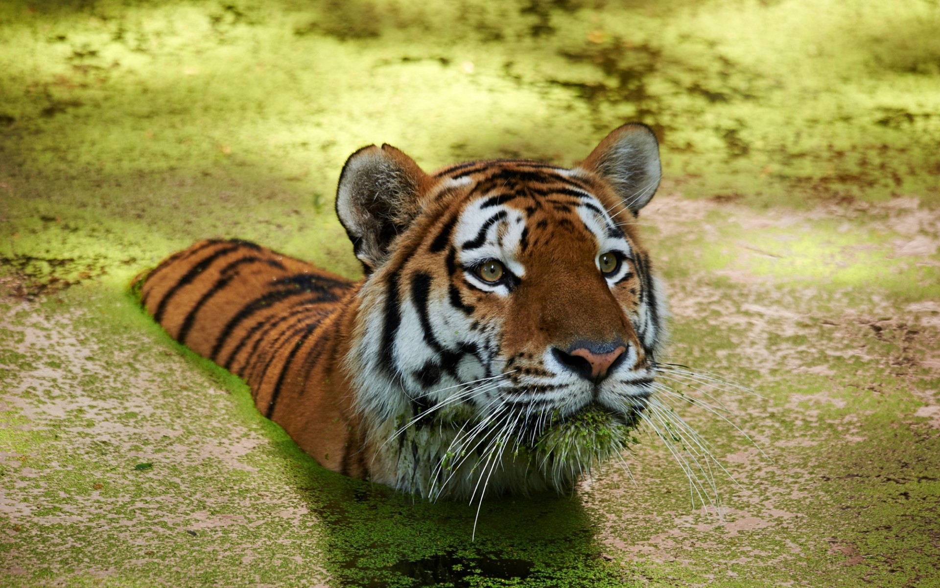 Descarga gratuita de fondo de pantalla para móvil de Animales, Gatos, Tigre.