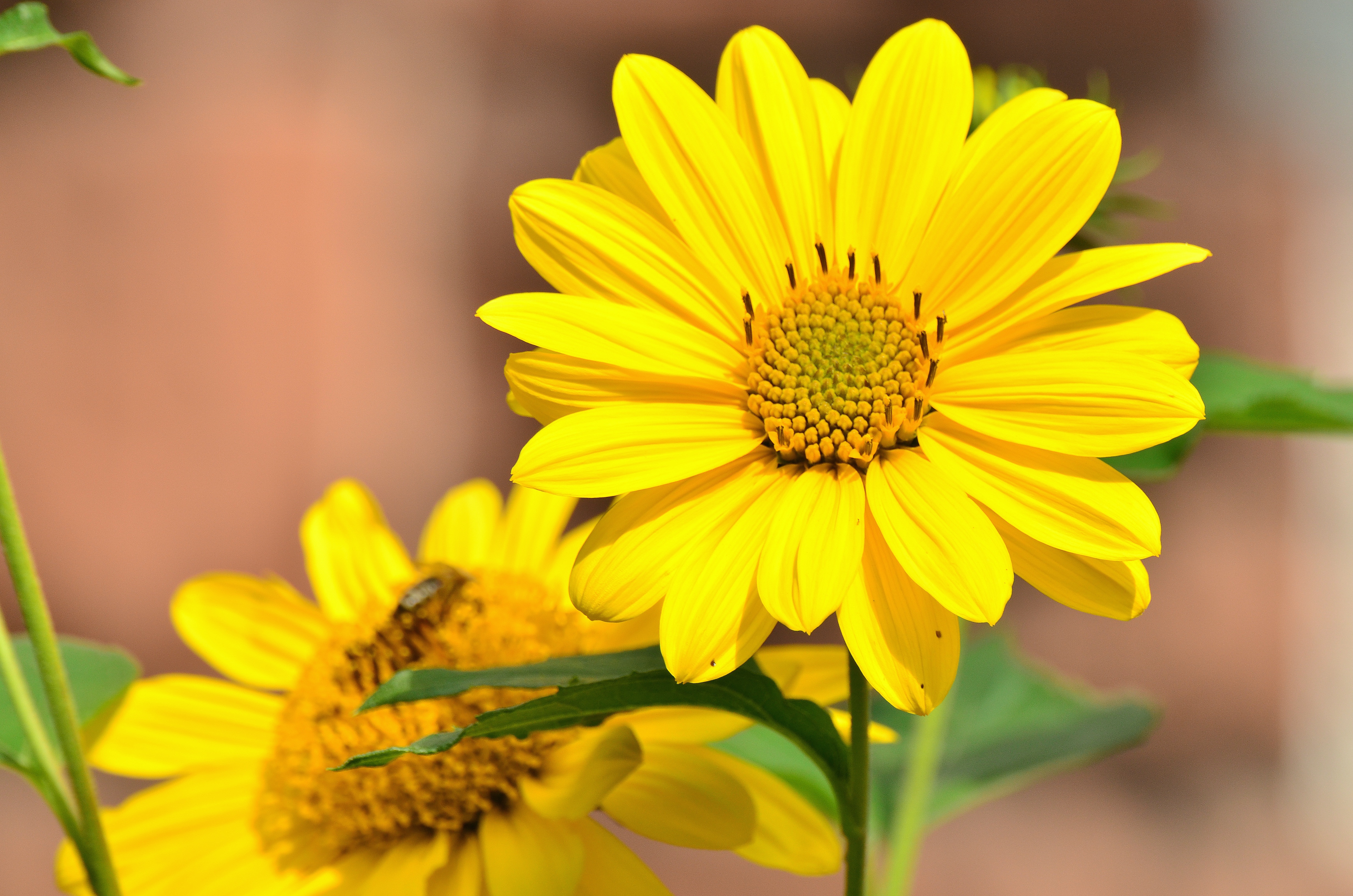 Free download wallpaper Flowers, Bud, Sunflower, Flower on your PC desktop