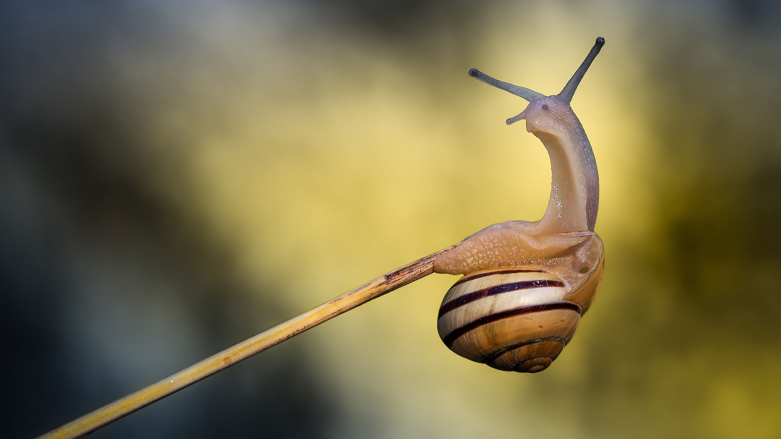 snail, animal