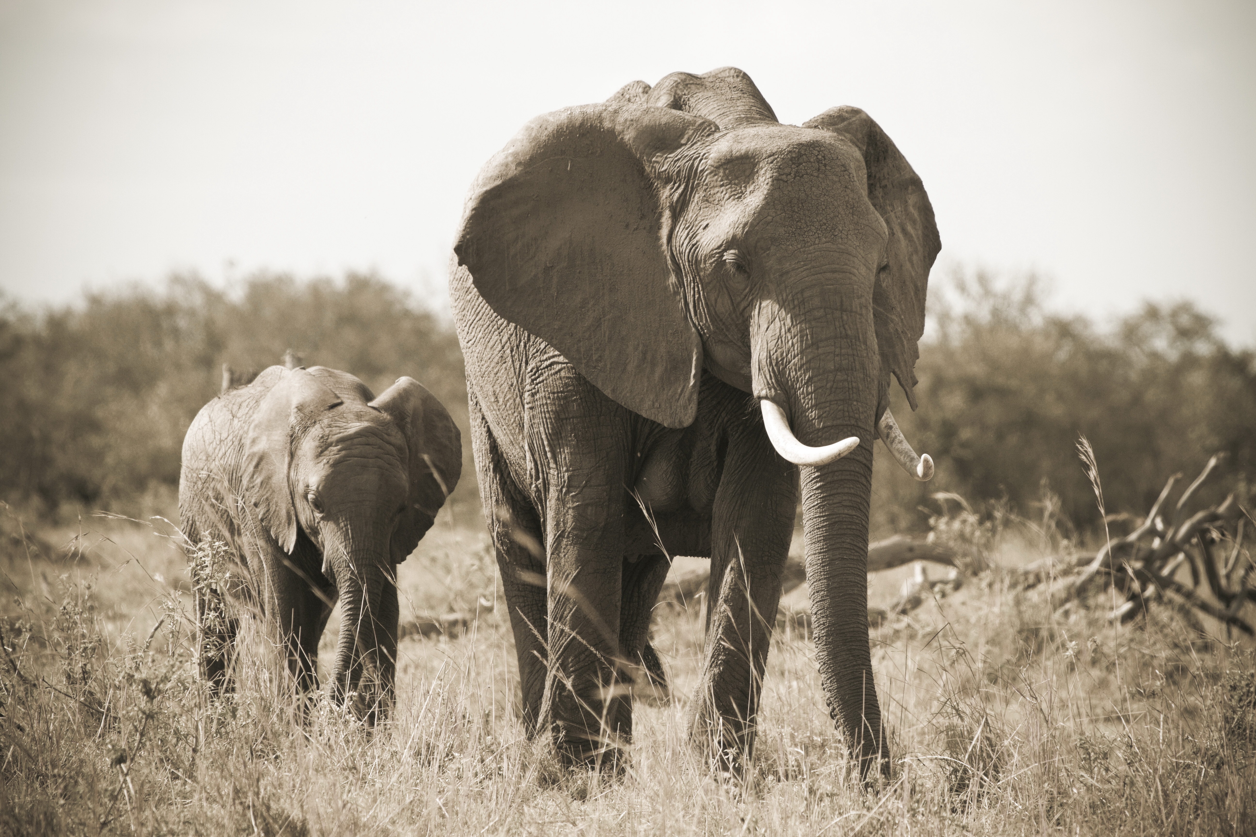 black and white, animals, nature, elephant, tusks, baby elephant, elephant calf