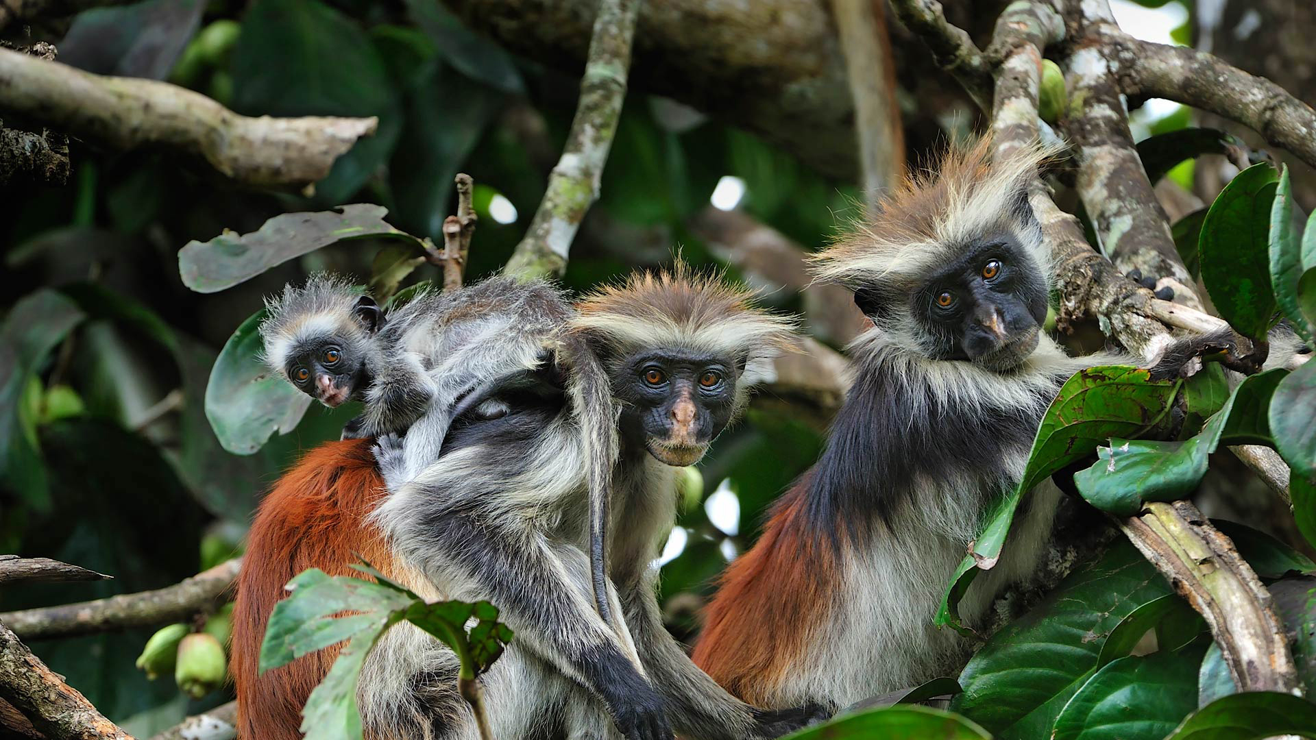 763173 baixar papel de parede animais, macaco colobus, macaco - protetores de tela e imagens gratuitamente