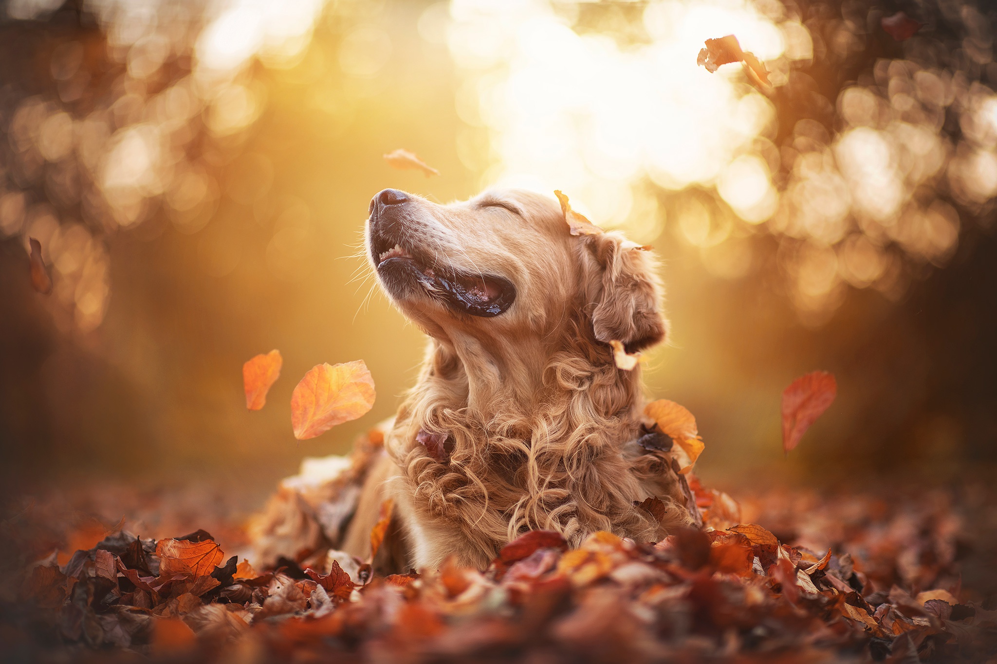Handy-Wallpaper Tiere, Hunde, Herbst, Golden Retriever kostenlos herunterladen.