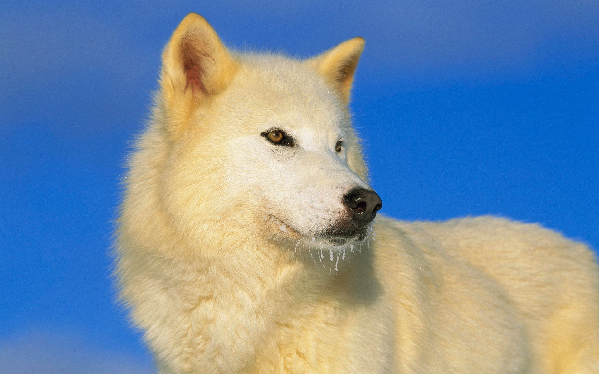 Download mobile wallpaper Wolf, Animal for free.