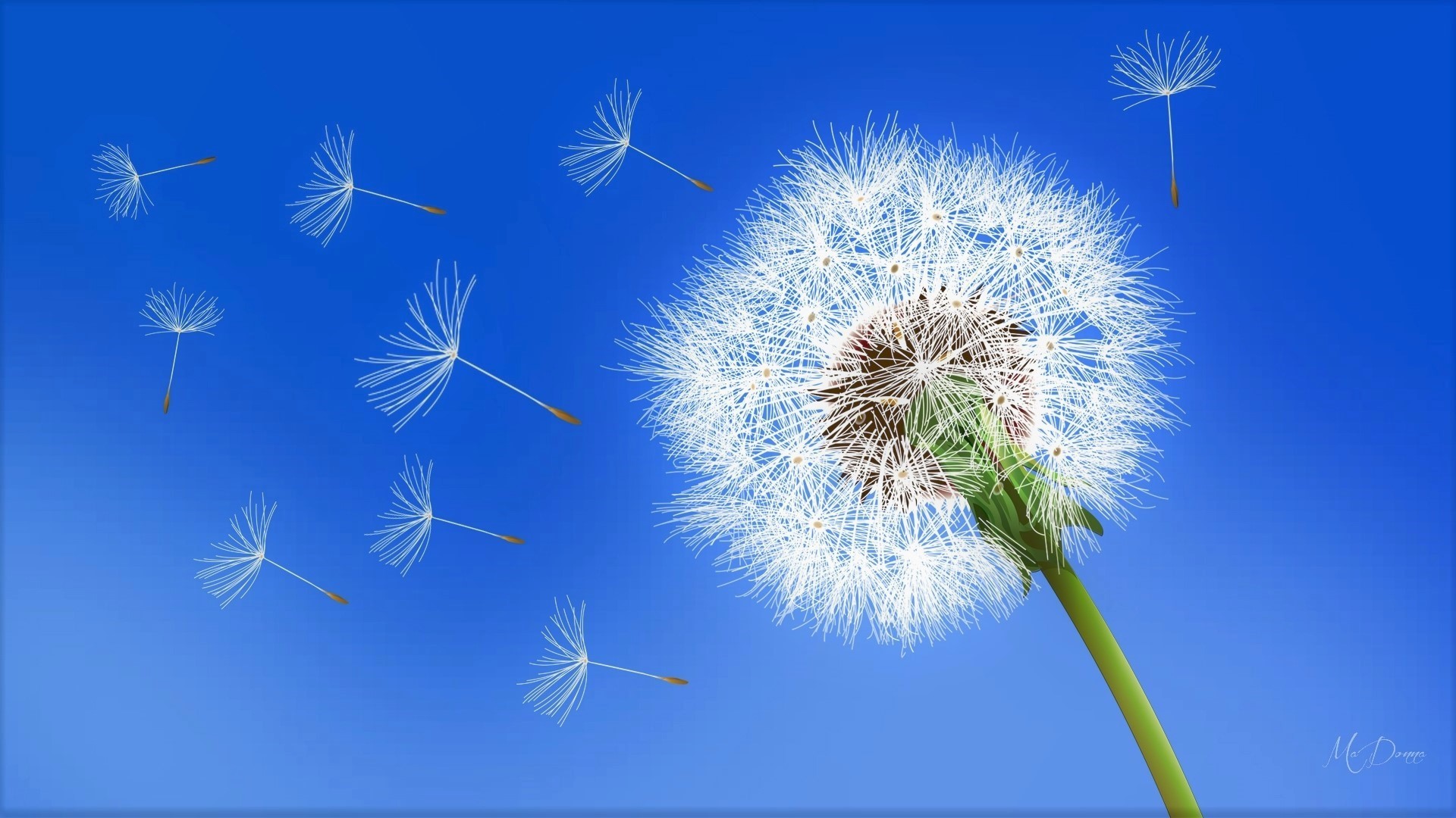 Free download wallpaper Flower, Earth, Dandelion on your PC desktop