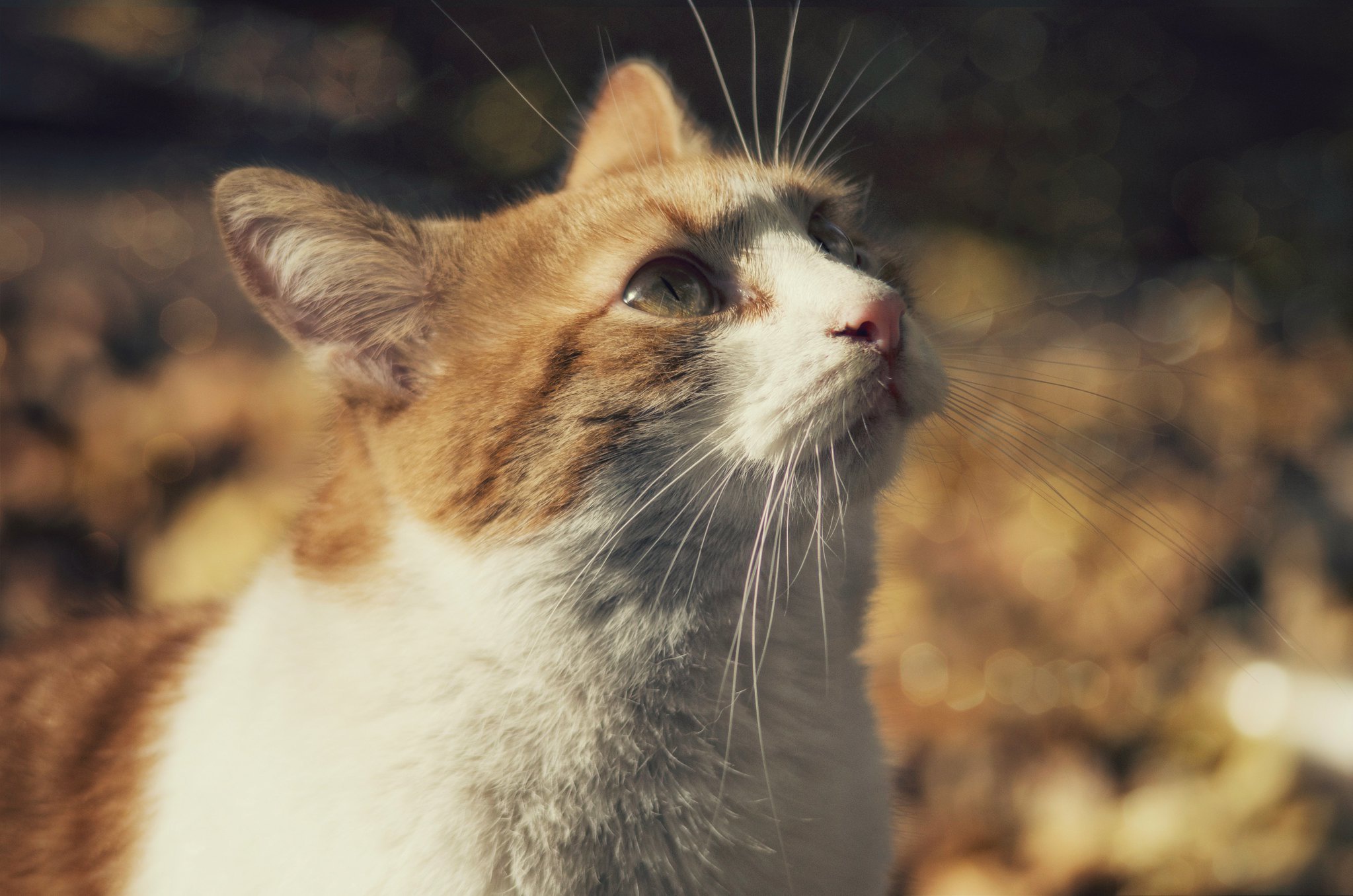 Téléchargez gratuitement l'image Animaux, Chats, Chat sur le bureau de votre PC