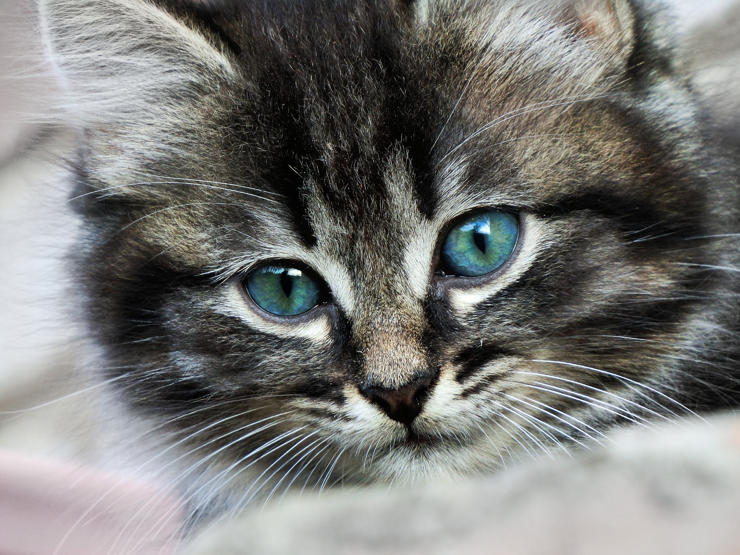 142463 descargar fondo de pantalla animales, gatito, ojos, manchado, irregular, color: protectores de pantalla e imágenes gratis