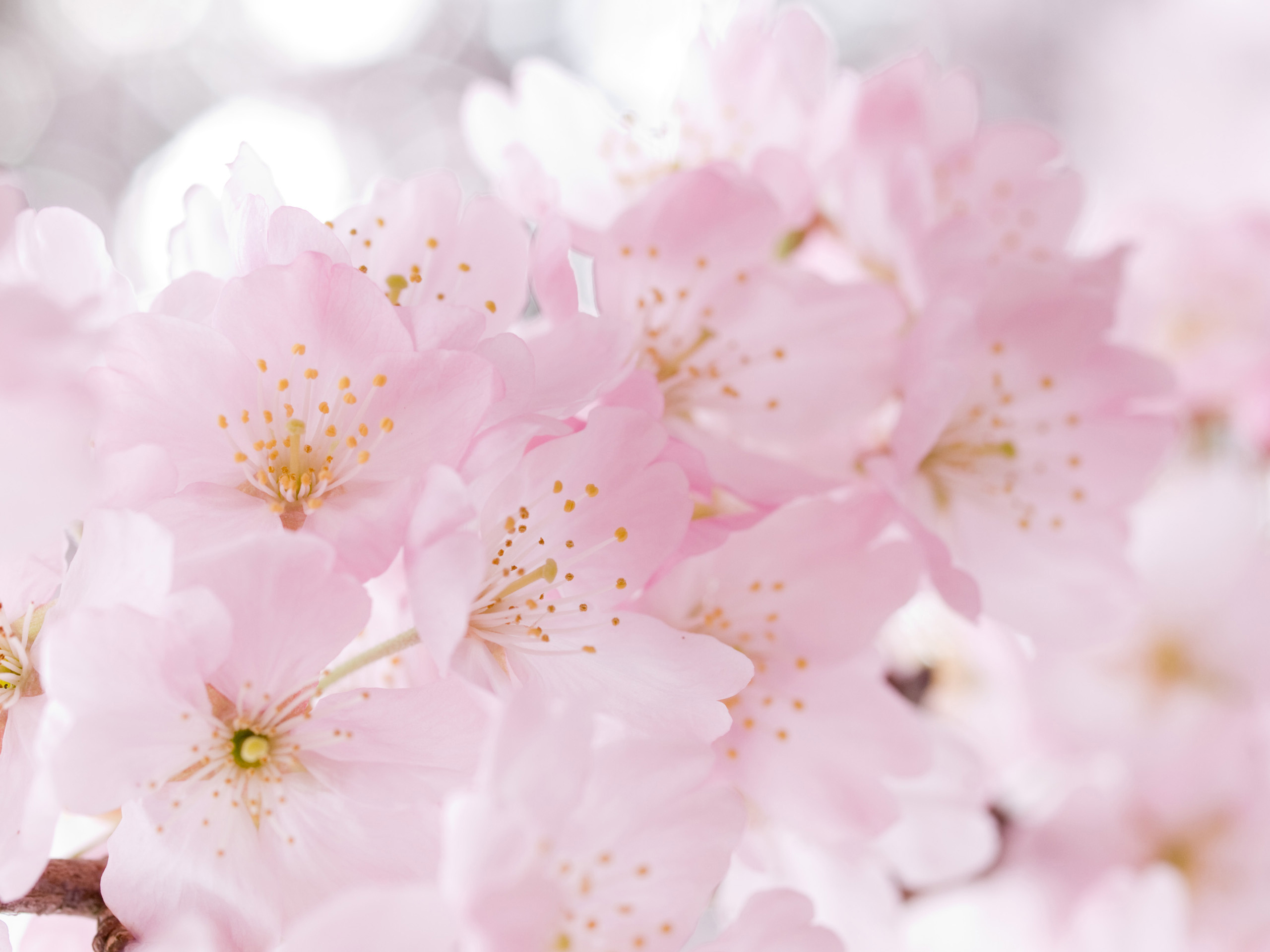 173703 скачать обои цвести, розовый цветок, флауэрсы, земля/природа, цветок - заставки и картинки бесплатно
