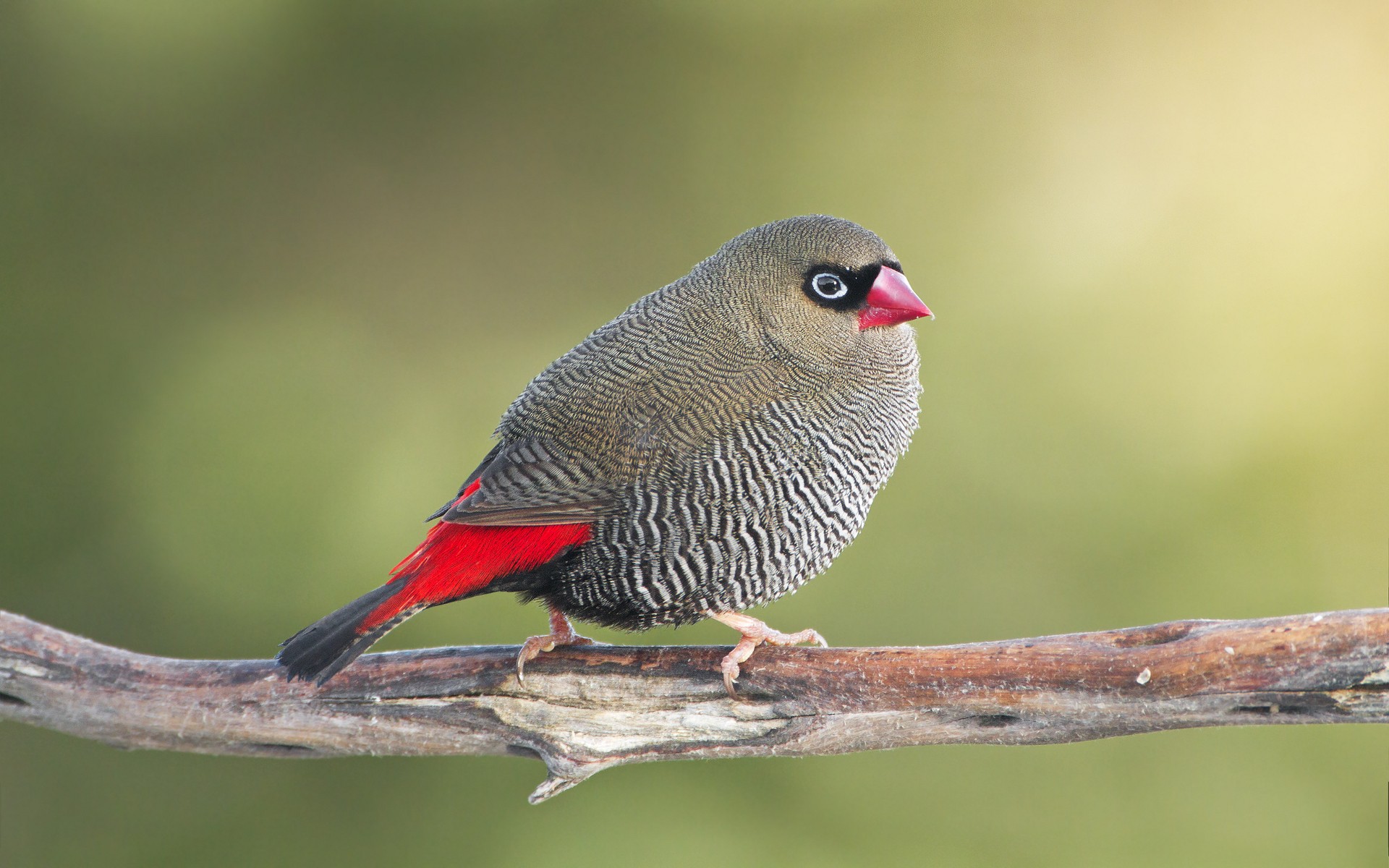 294303 Papéis de parede e Bela Cauda De Fogo imagens na área de trabalho. Baixe os protetores de tela  no PC gratuitamente