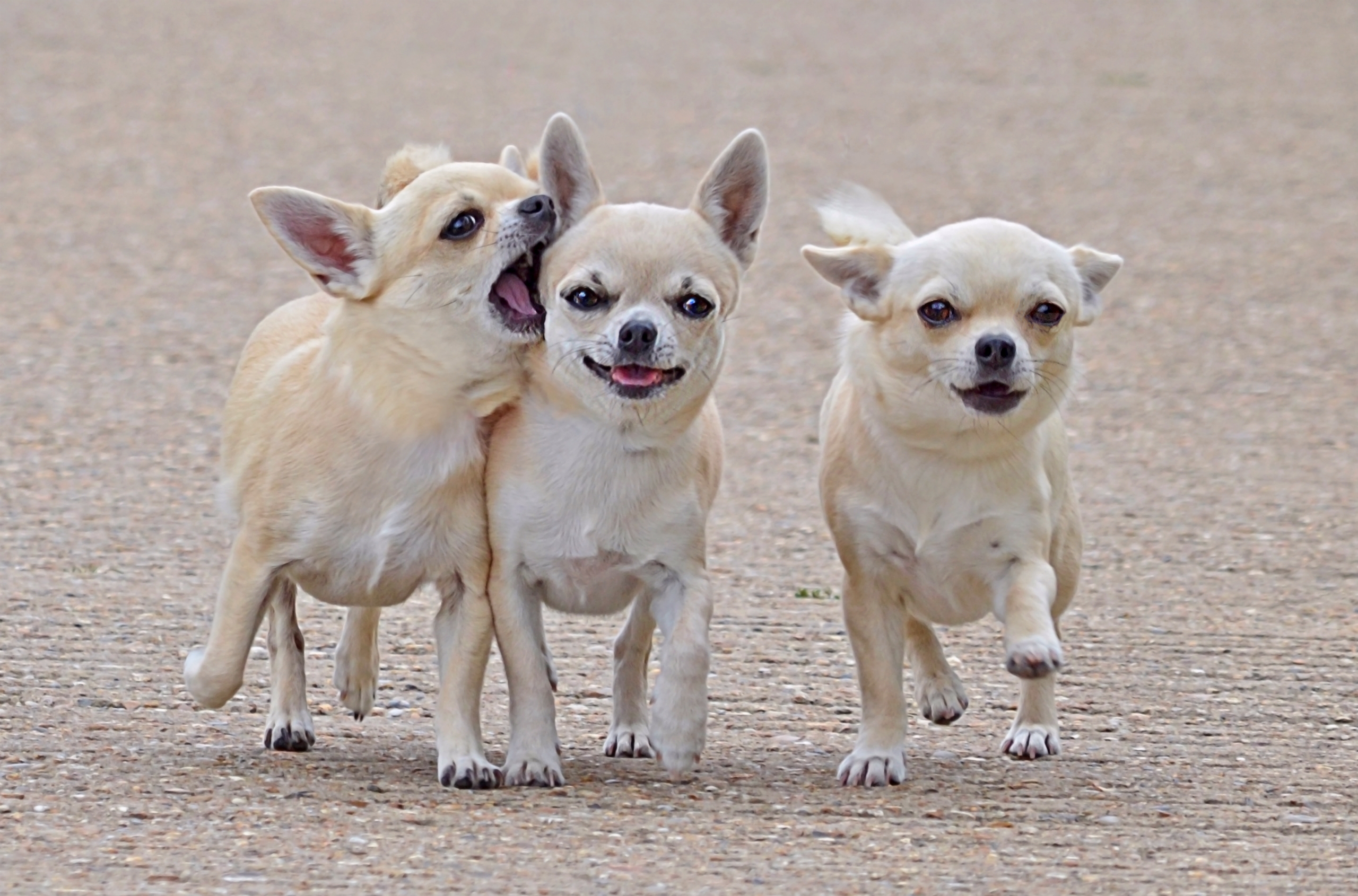 animals, dogs, stroll, three, friends, chihuahua, comrades