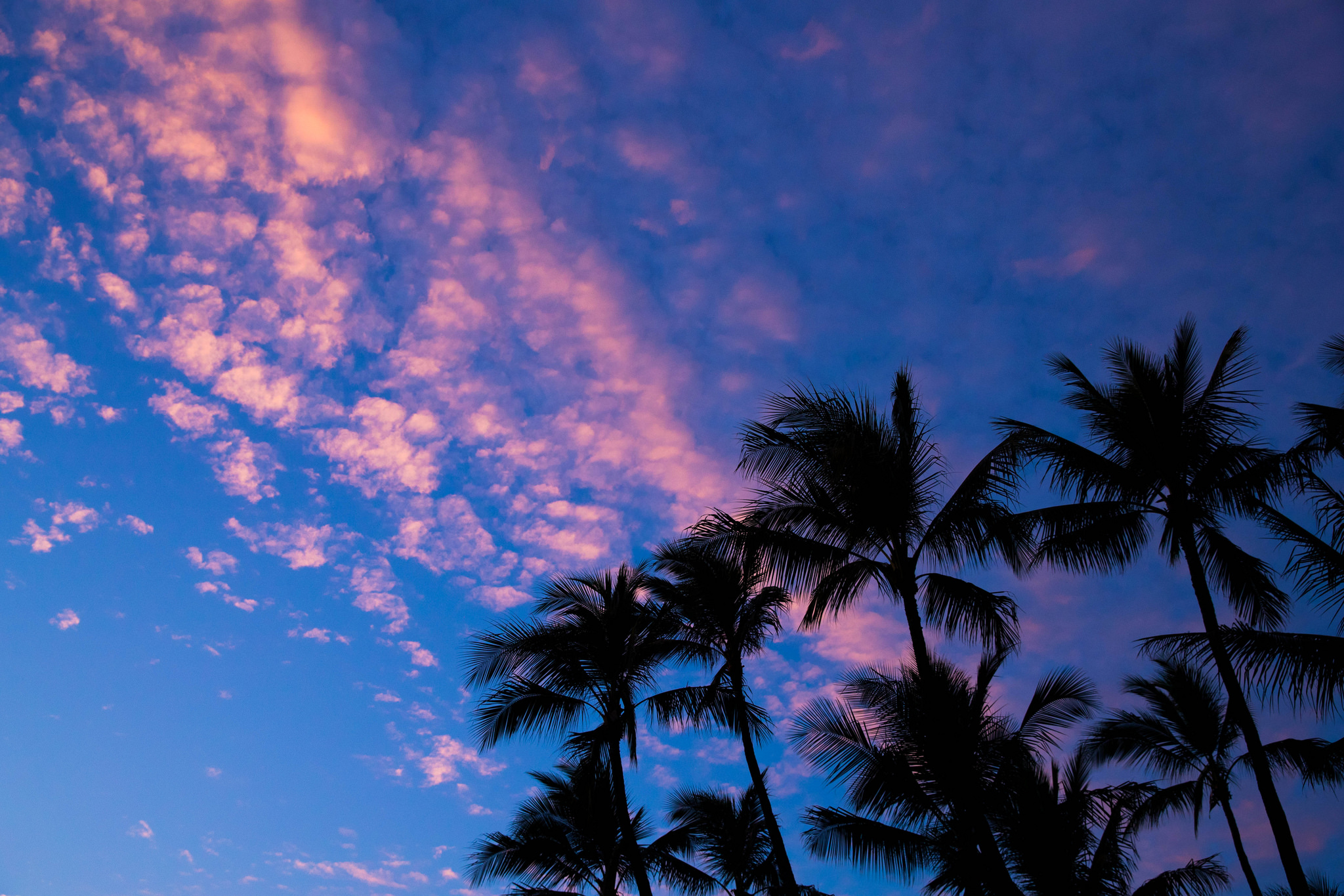clouds, sunset, nature, palms, outlines, tropics Full HD
