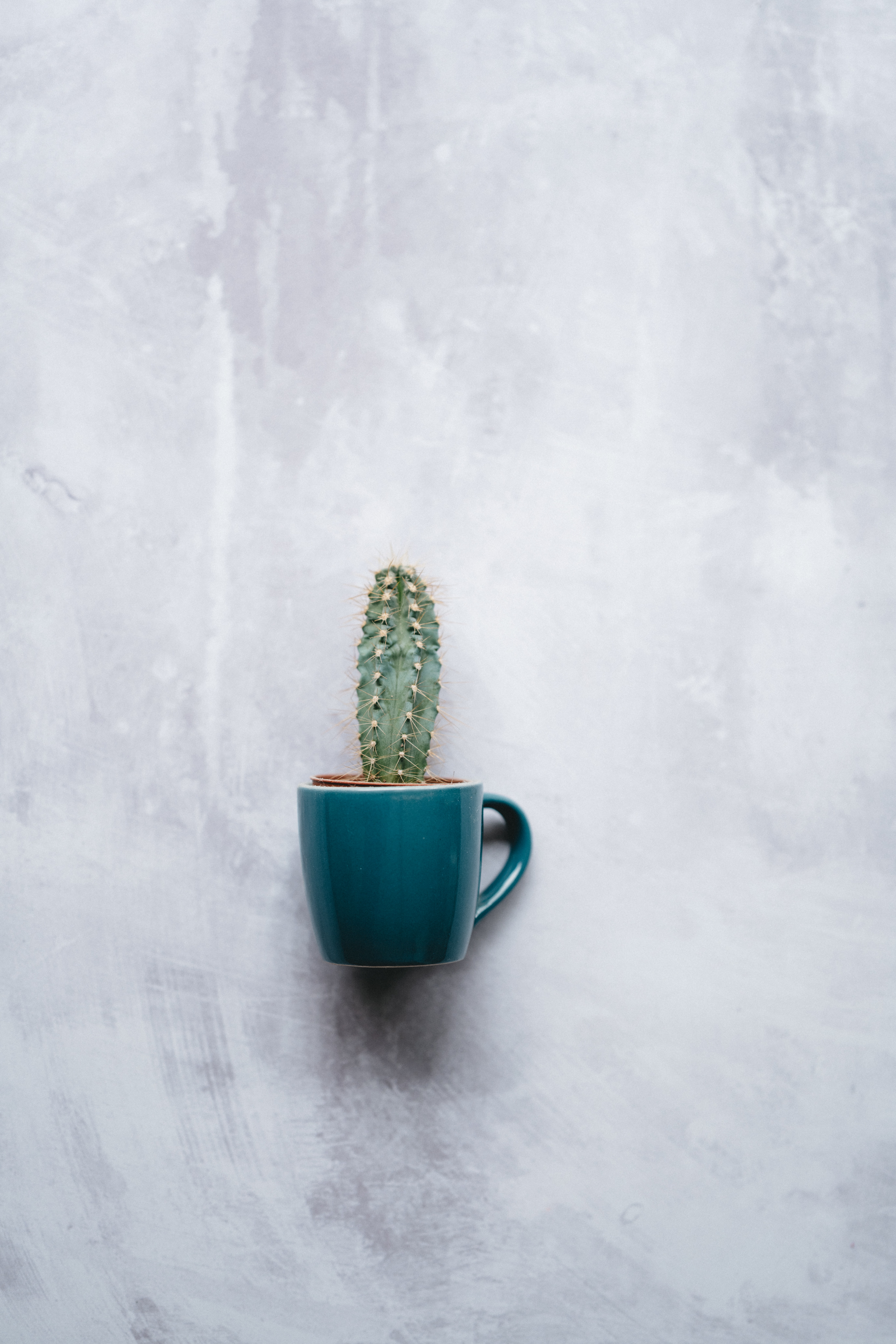 texture, cup, indoor plant, miscellanea, miscellaneous, wall, cactus, houseplant, mug