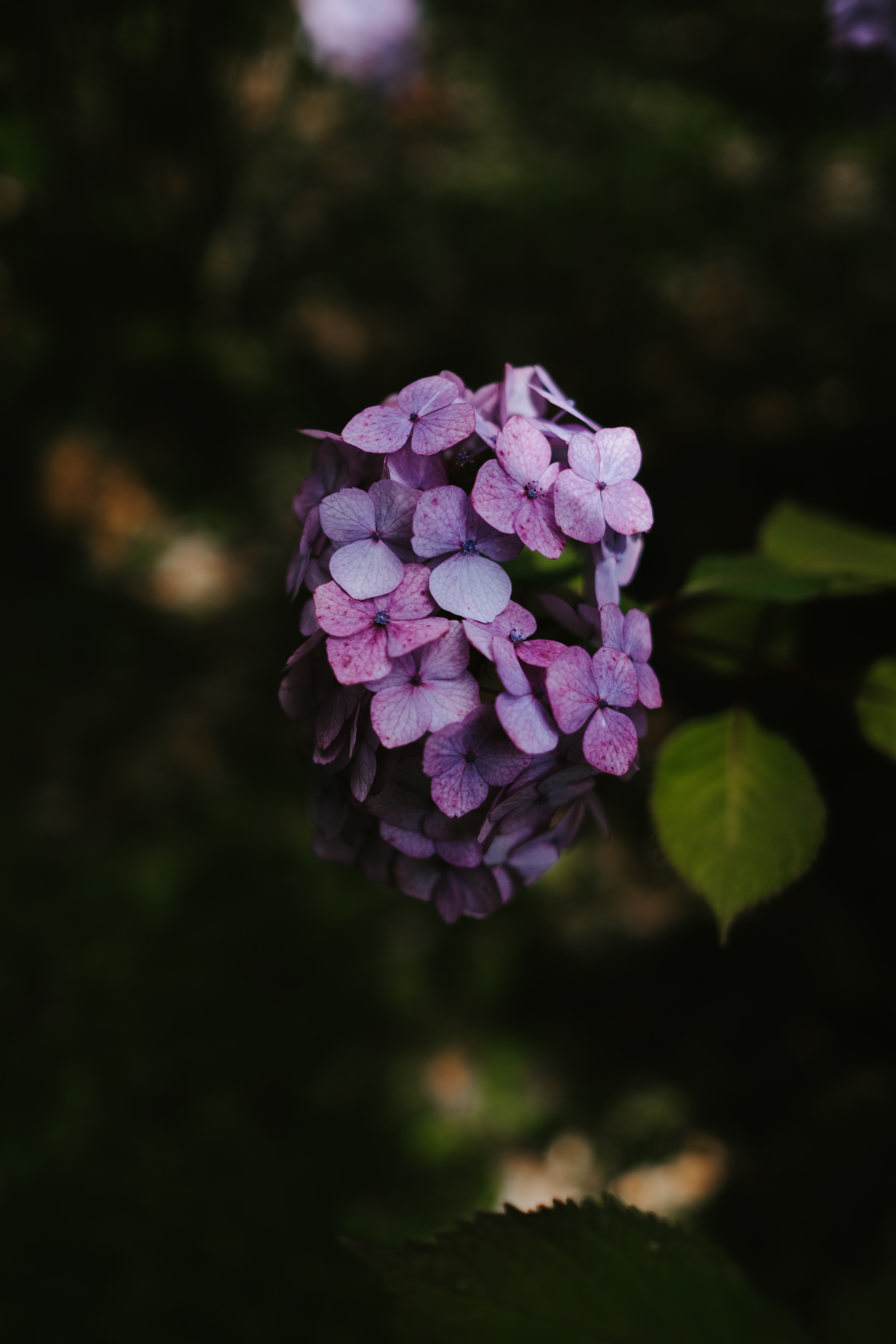 hydrangea, flowers, lilac, bloom, flowering, inflorescence