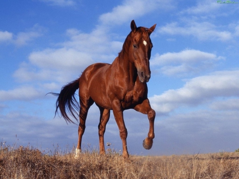 49760 descargar fondo de pantalla caballos, animales, azul: protectores de pantalla e imágenes gratis