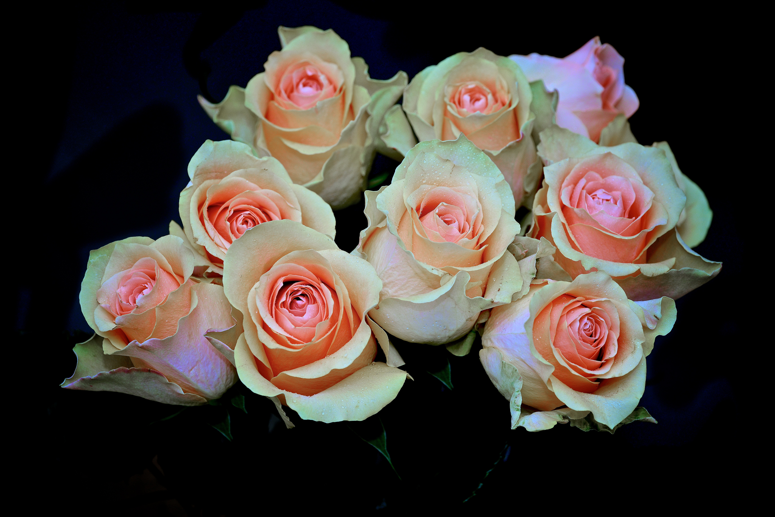 Téléchargez gratuitement l'image Fleurs, Rose, Fleur, La Nature, Terre/nature, Fleur Rose sur le bureau de votre PC