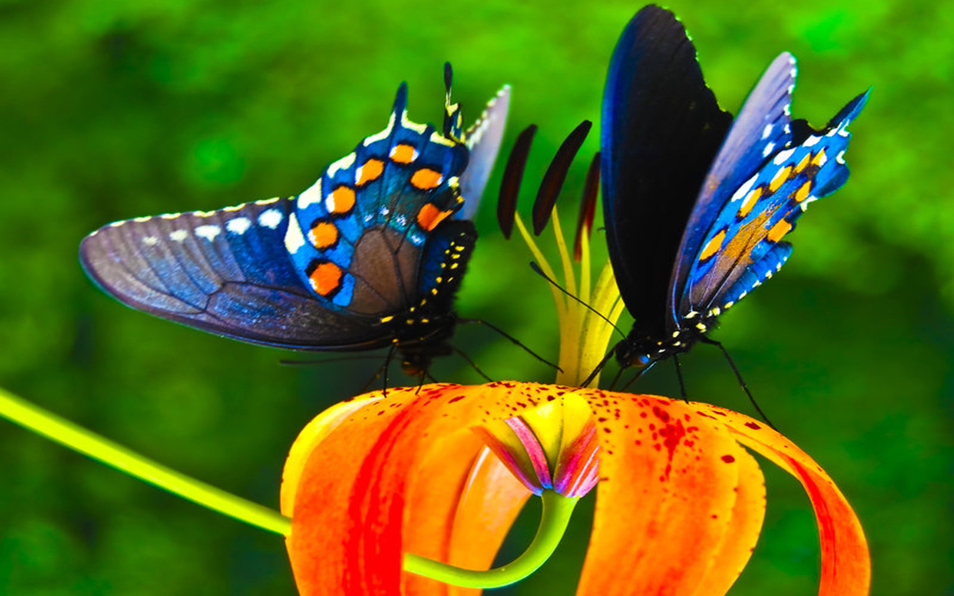 Скачать обои бесплатно Животные, Цветок, Цвета, Бабочка, Красочный картинка на рабочий стол ПК