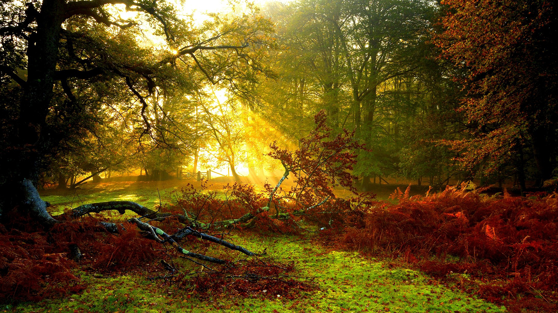 Téléchargez gratuitement l'image Forêt, Terre/nature sur le bureau de votre PC