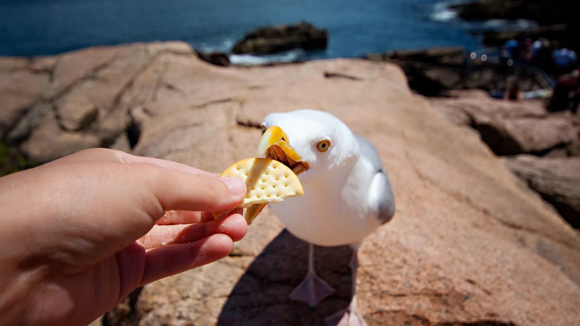 Download mobile wallpaper Seagull, Birds, Animal for free.