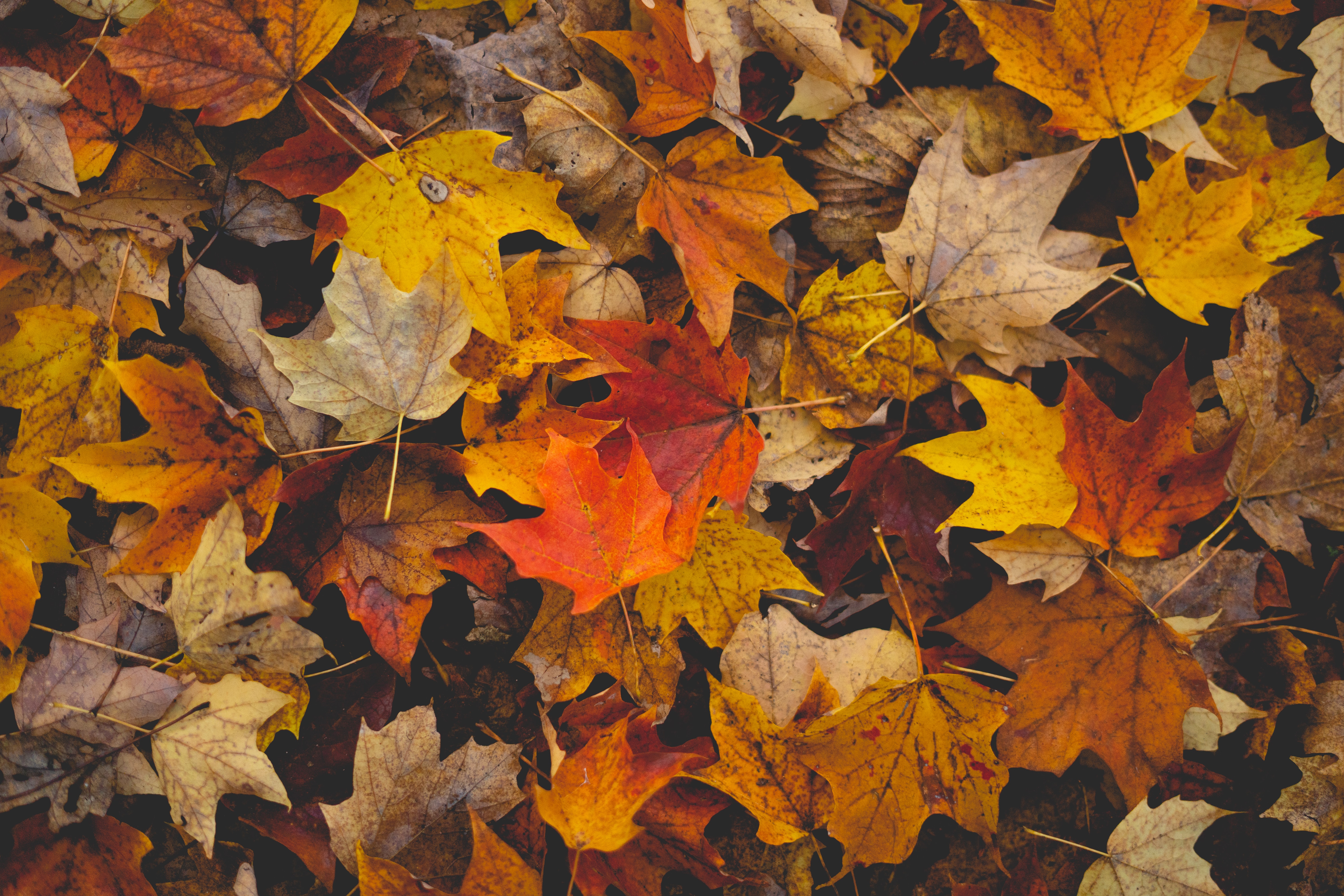 54409 télécharger l'image feuilles mortes, automne, feuilles, jaune, macro, marron - fonds d'écran et économiseurs d'écran gratuits