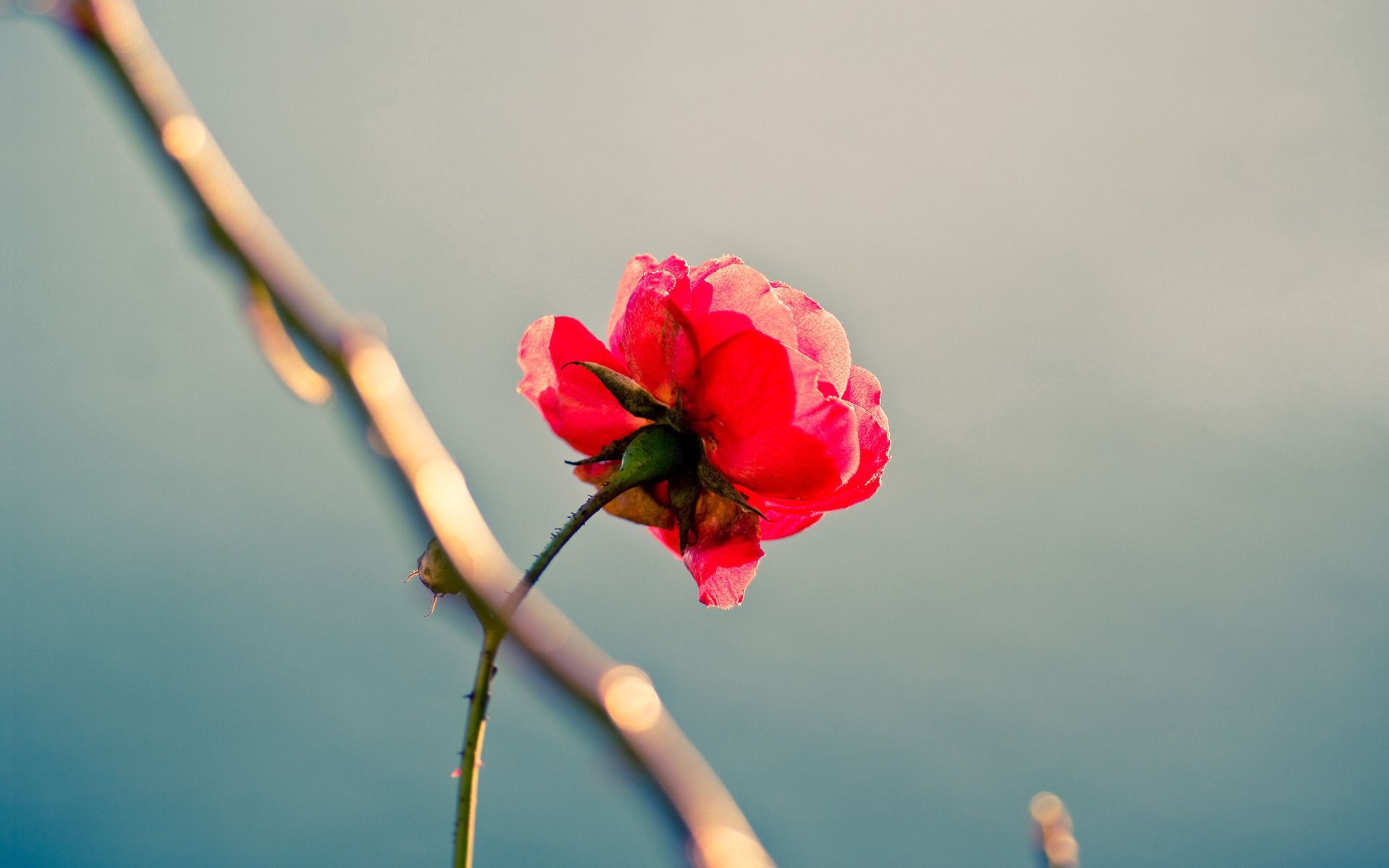 Скачати мобільні шпалери Самотність, Квітка, Роза, Троянда, Квіти безкоштовно.