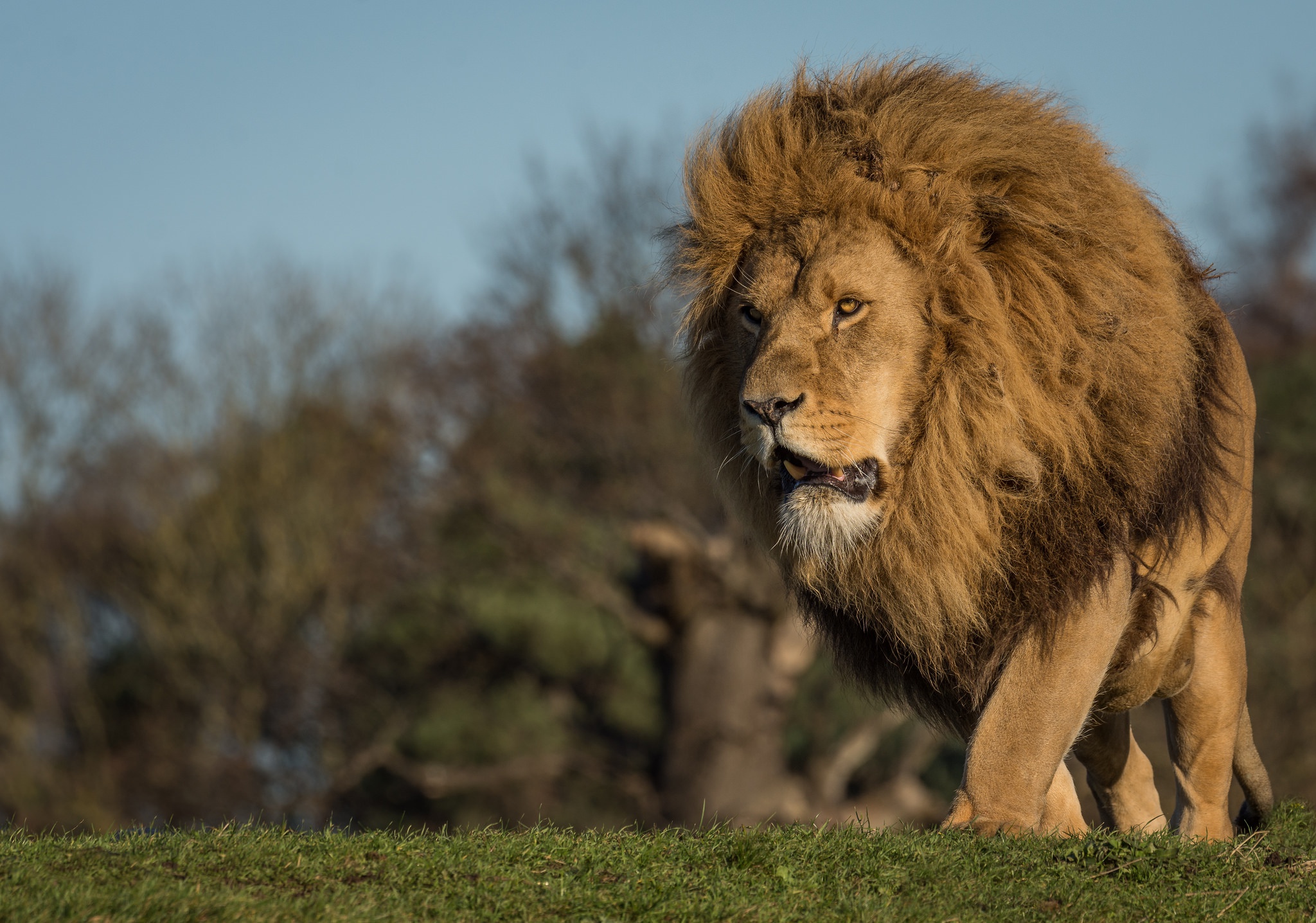 Téléchargez des papiers peints mobile Lion, Chats, Animaux gratuitement.