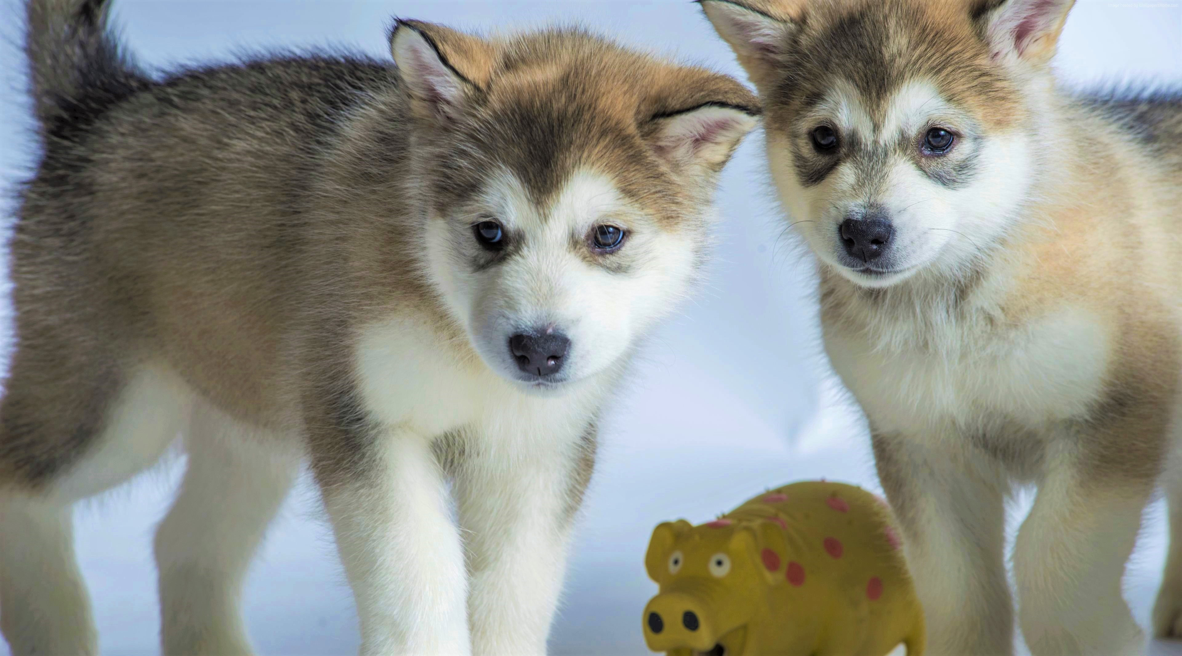 426296 descargar fondo de pantalla animales, malamute de alaska, bebe animal, perro esquimal, cachorro, perros: protectores de pantalla e imágenes gratis