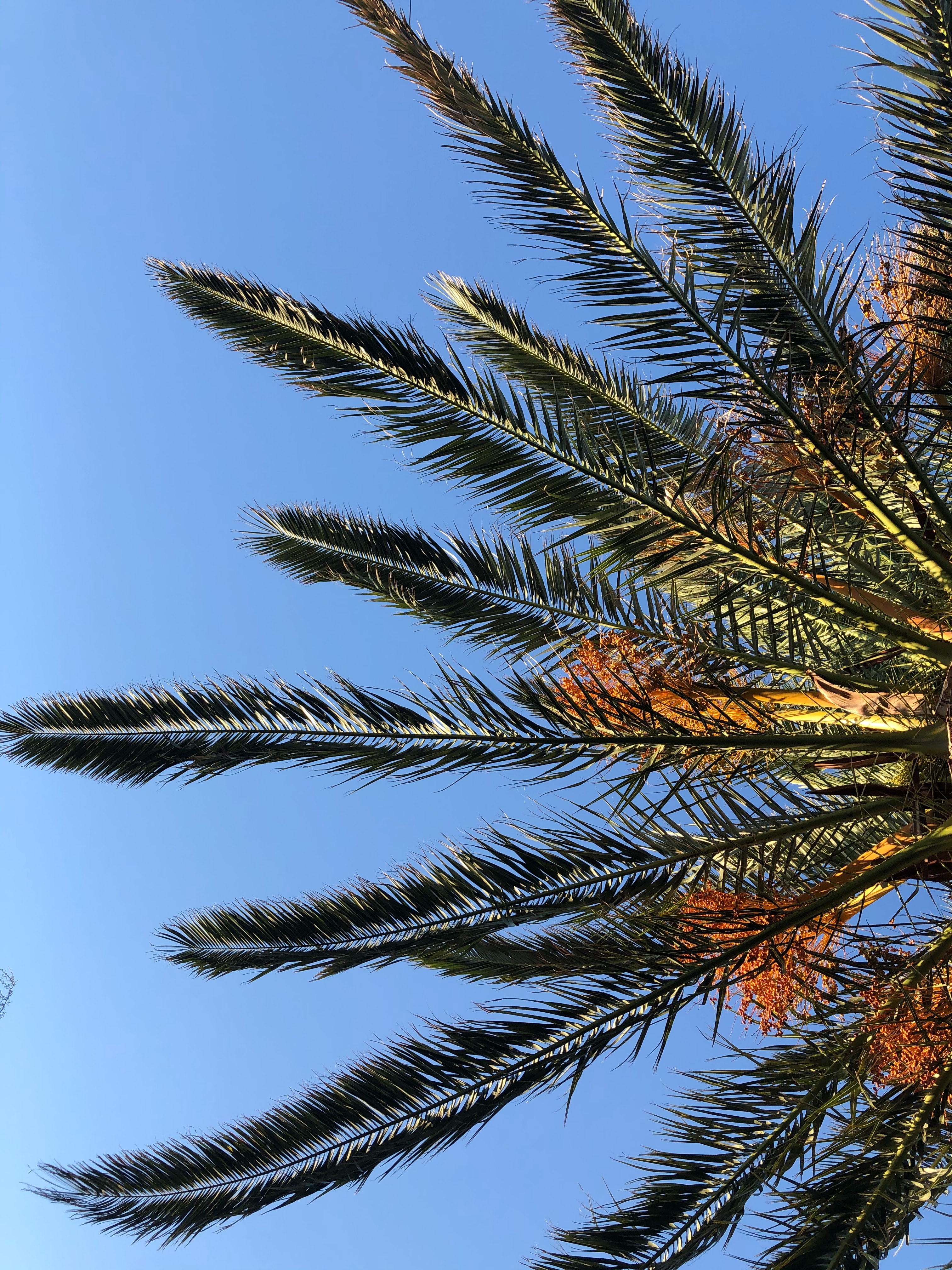 Free download wallpaper Palm, Branches, Bottom View, Nature, Sky, Leaves on your PC desktop