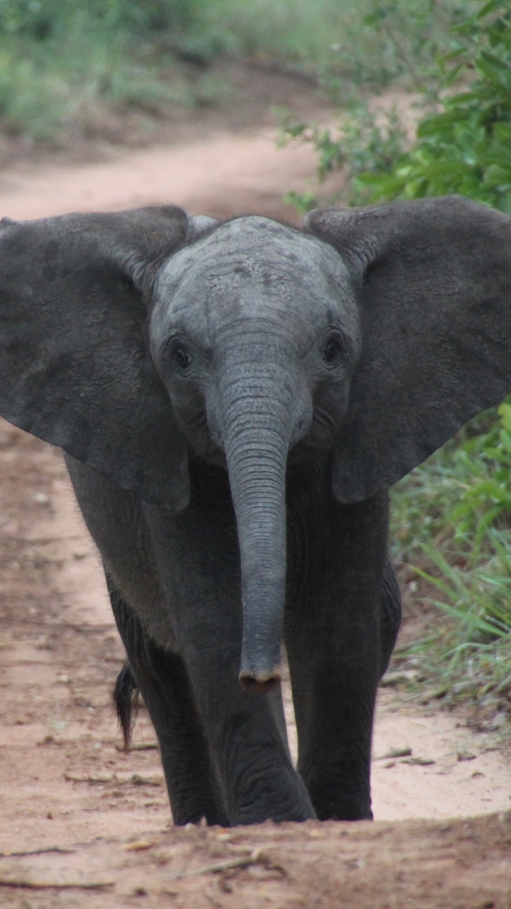Скачать картинку Животные, Слоны, Милый, Милые, Слон, Африканский Слон, Детеныш Животного в телефон бесплатно.