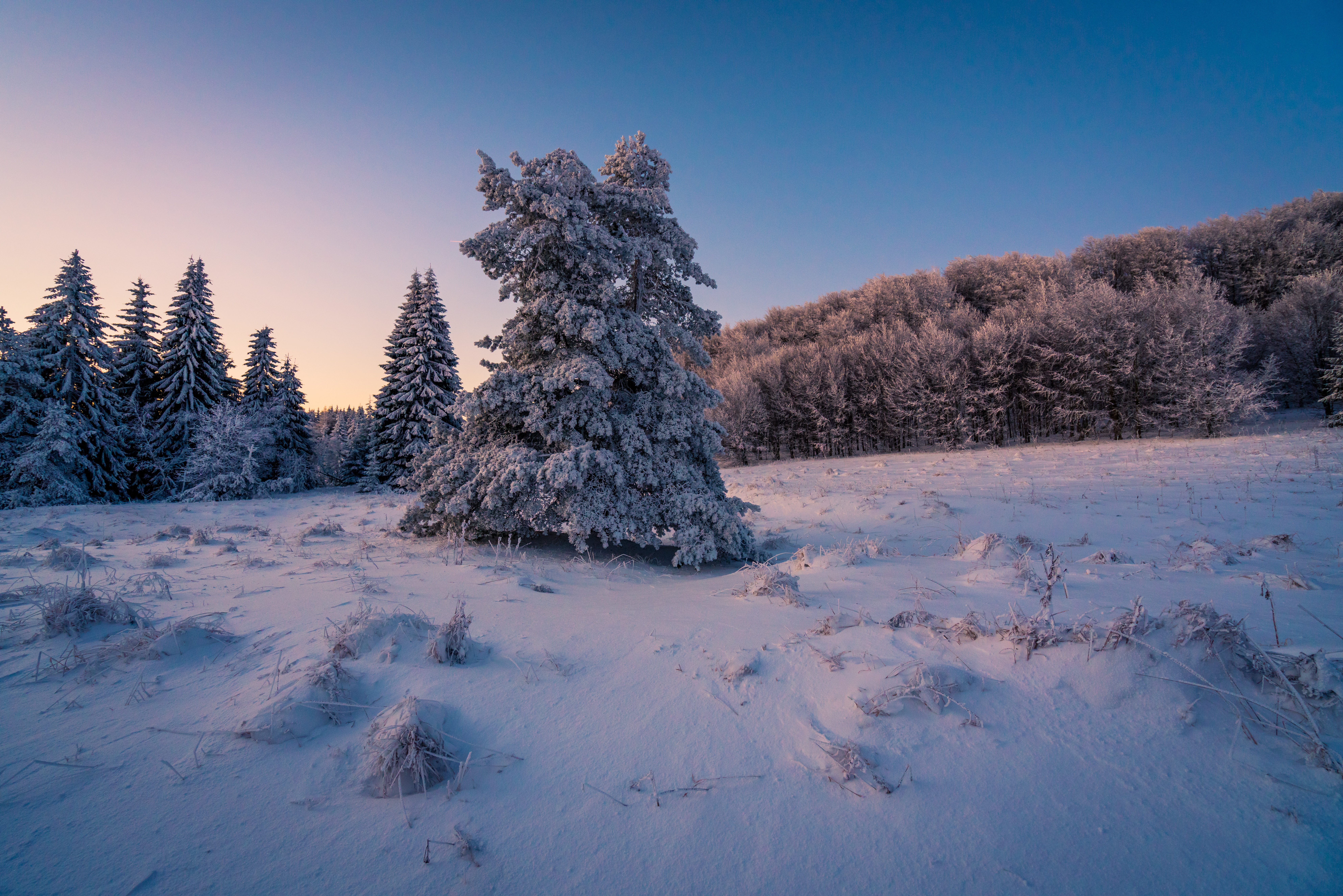 Скачать обои бесплатно Зима, Снег, Лес, Ель, Земля/природа картинка на рабочий стол ПК
