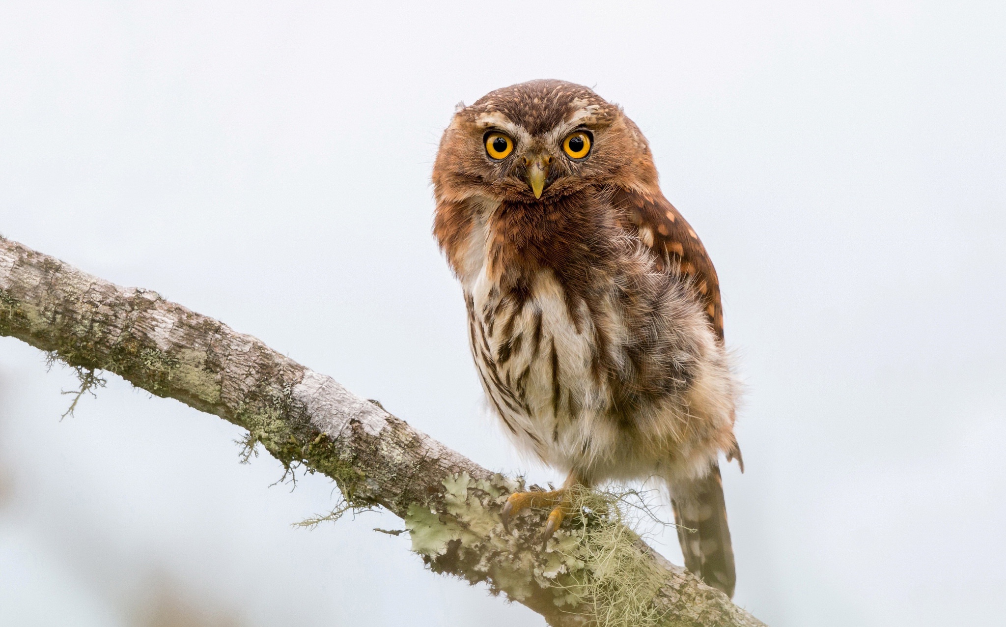 Baixar papel de parede para celular de Animais, Aves, Coruja, Pássaro gratuito.